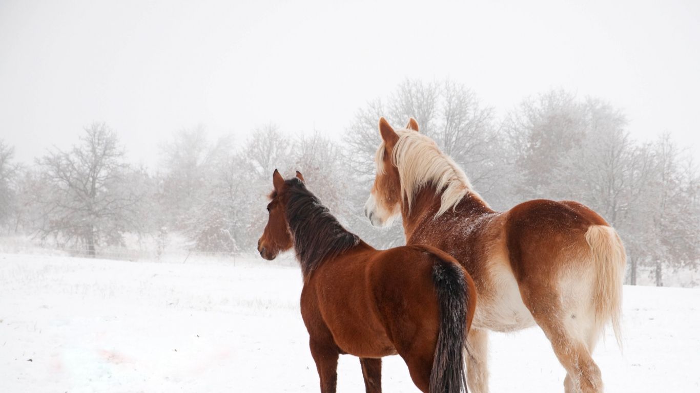 Cavalli marroni nella neve, 1366x768 720p, Laptop