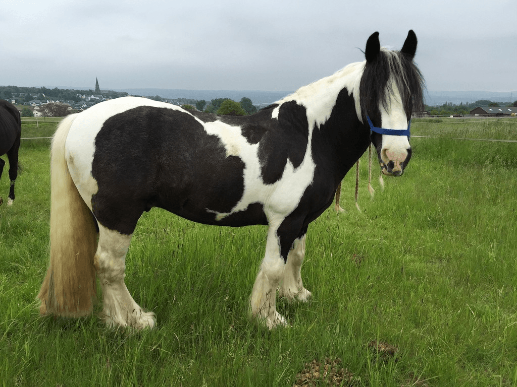 Cavallo Gypsy Vanner bianco e nero, 1024x768 HD, PC