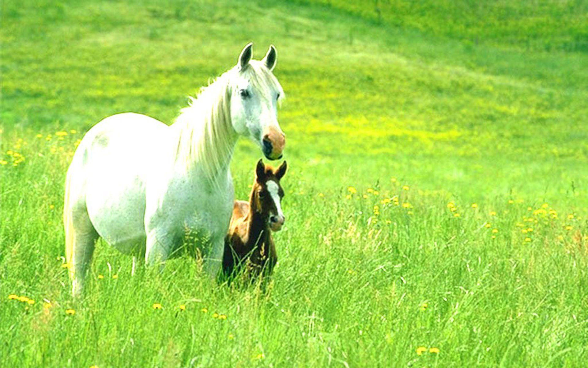 Cavallo bianco e puledro nero, 1920x1200 Full HD+ WUXGA, iMac