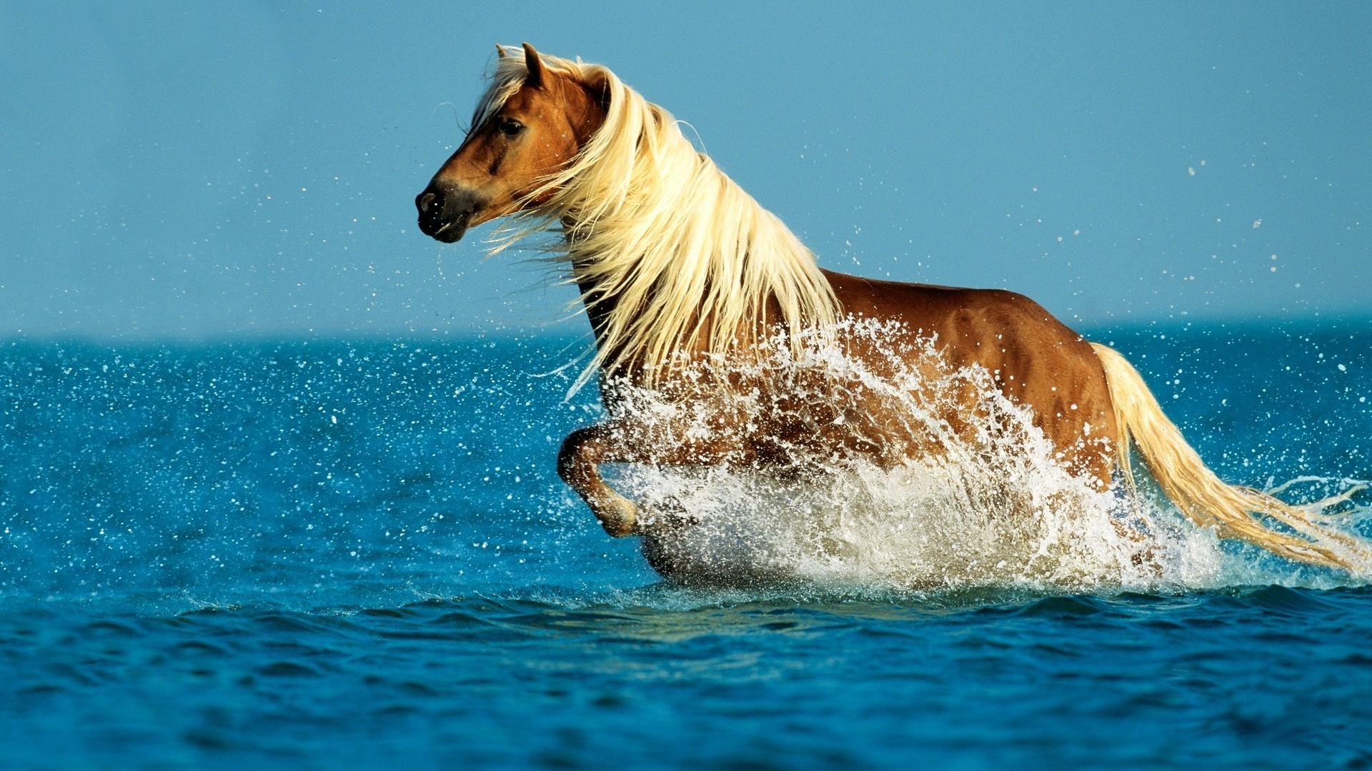 Cavallo corre nell'acqua, 1920x1080 1080p, Desktop