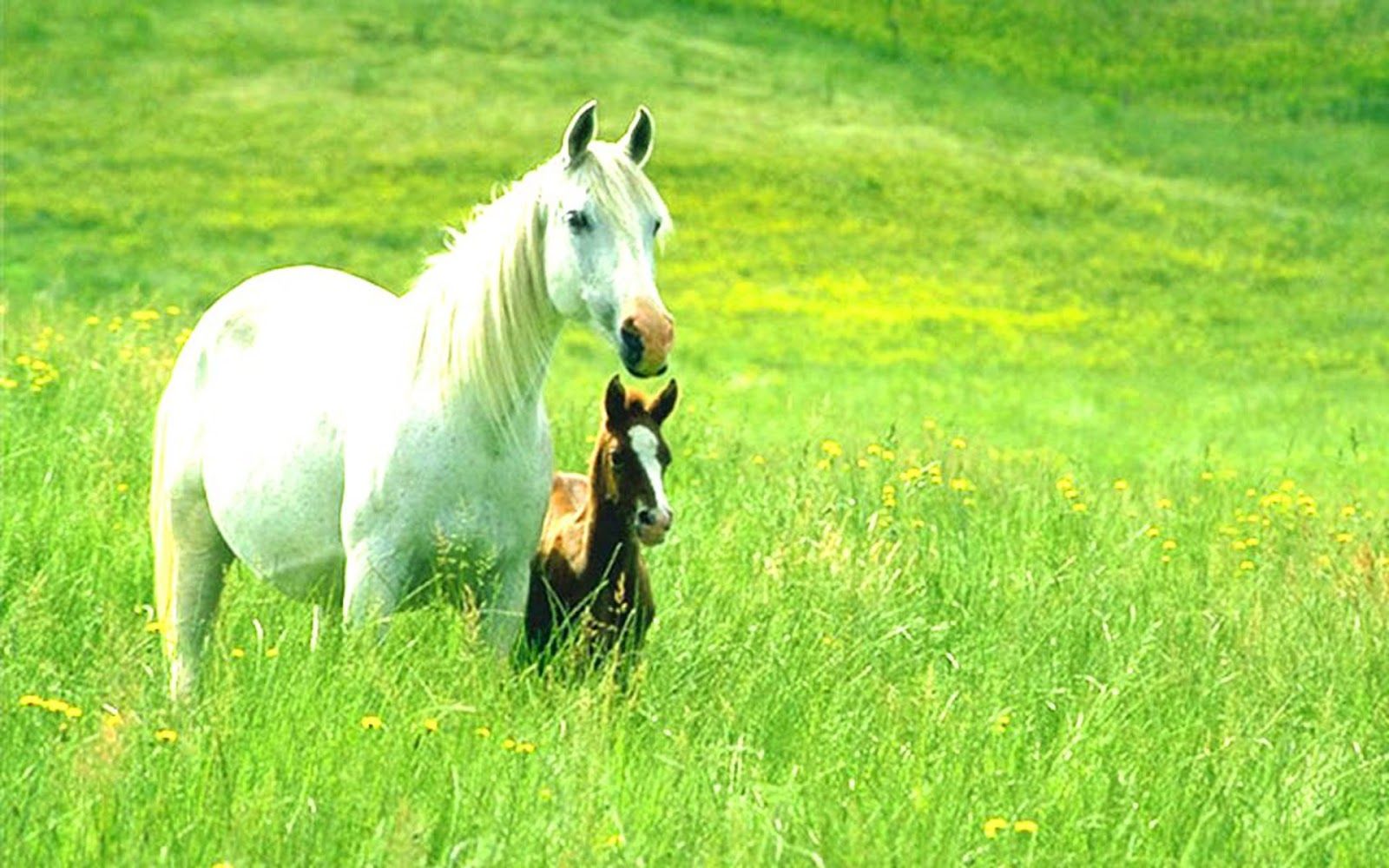 cavallo bianco puledro prato, 1600x1000 900p, PC