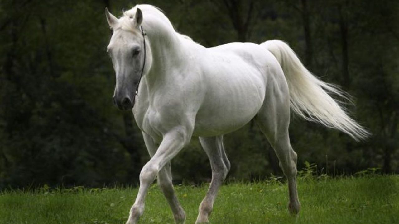 Cavallo bianco al galoppo, 1280x720 HD, PC Desktop