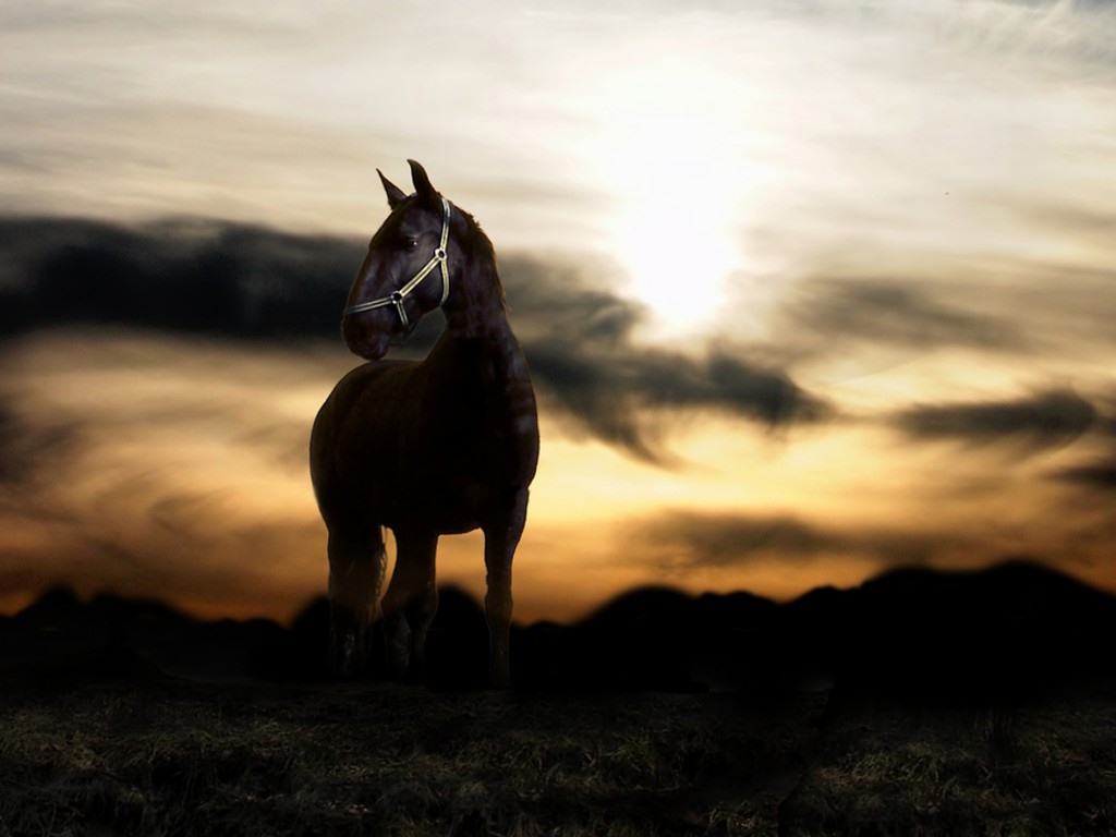 Cavallo al tramonto, 1024x768 HD, PC
