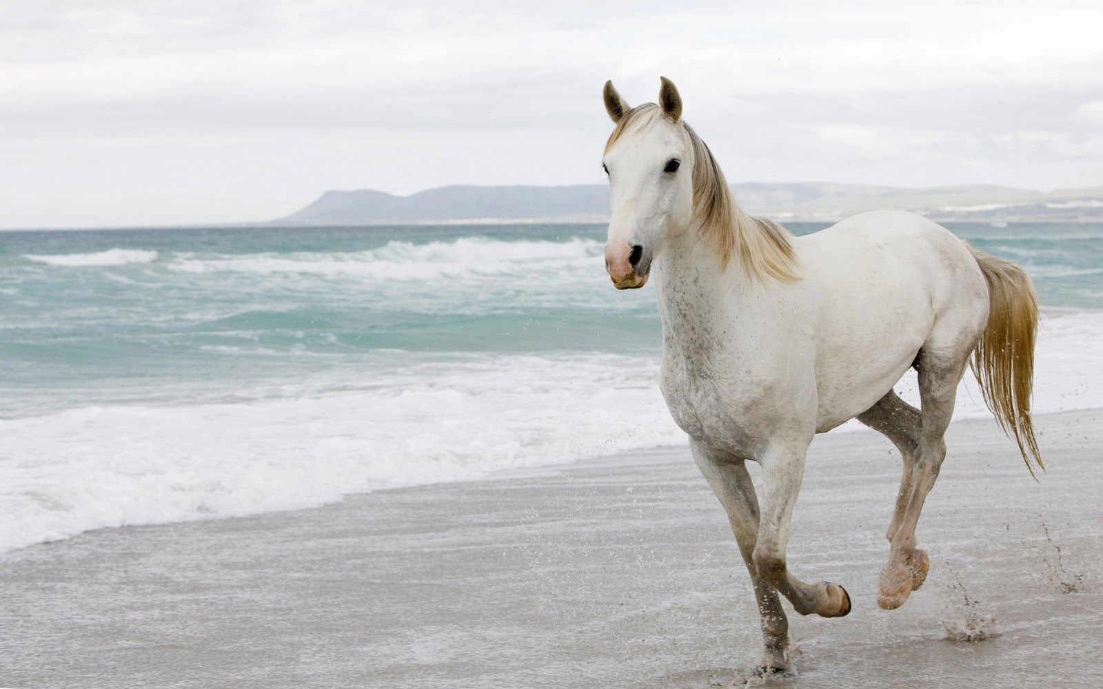 Cavallo bianco sulla spiaggia, 1600x1000 HD, Desktop
