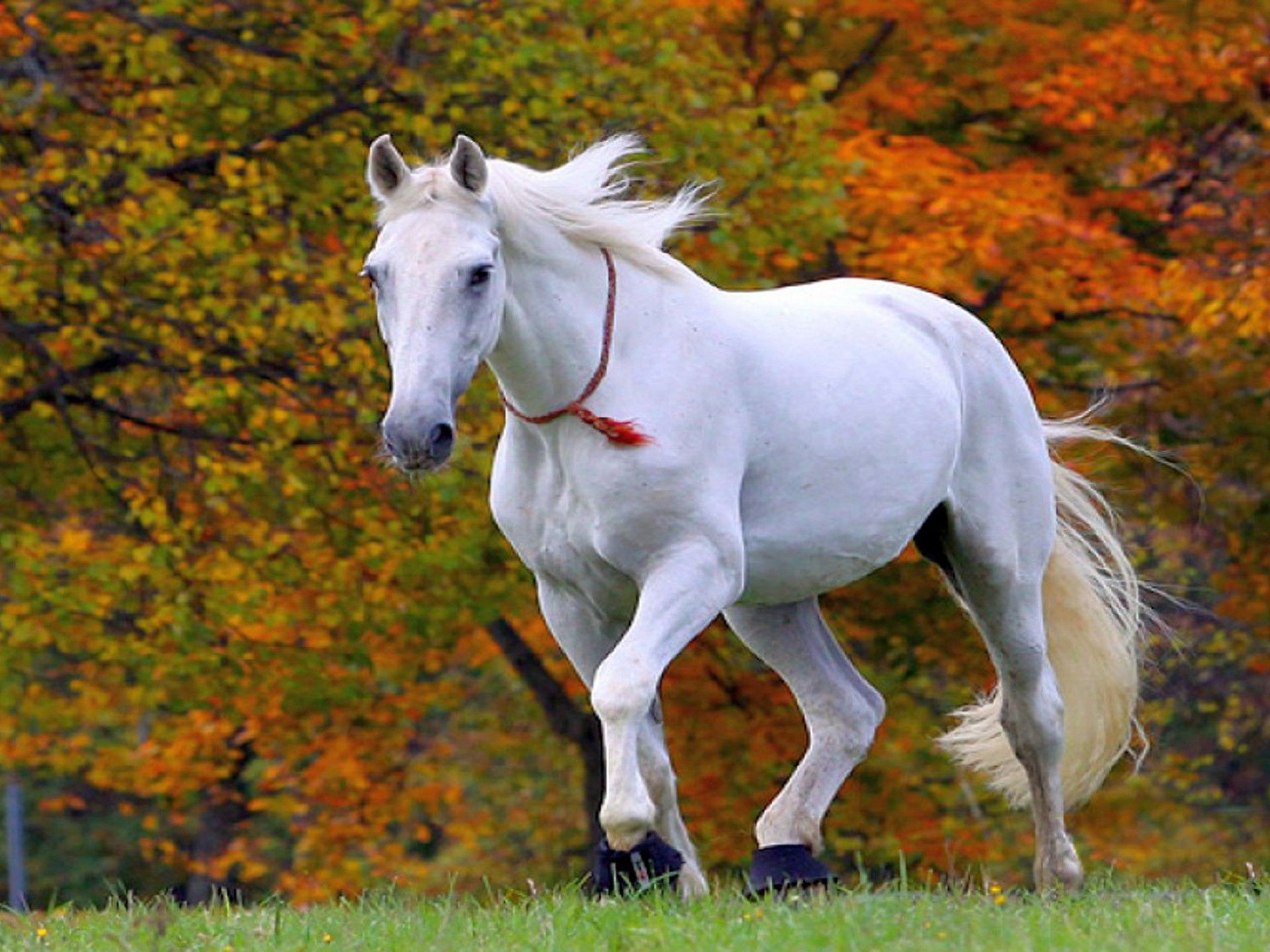 Cavallo bianco nel bosco autunnale, 1920x1440 Full HD+ WUXGA, Desktop