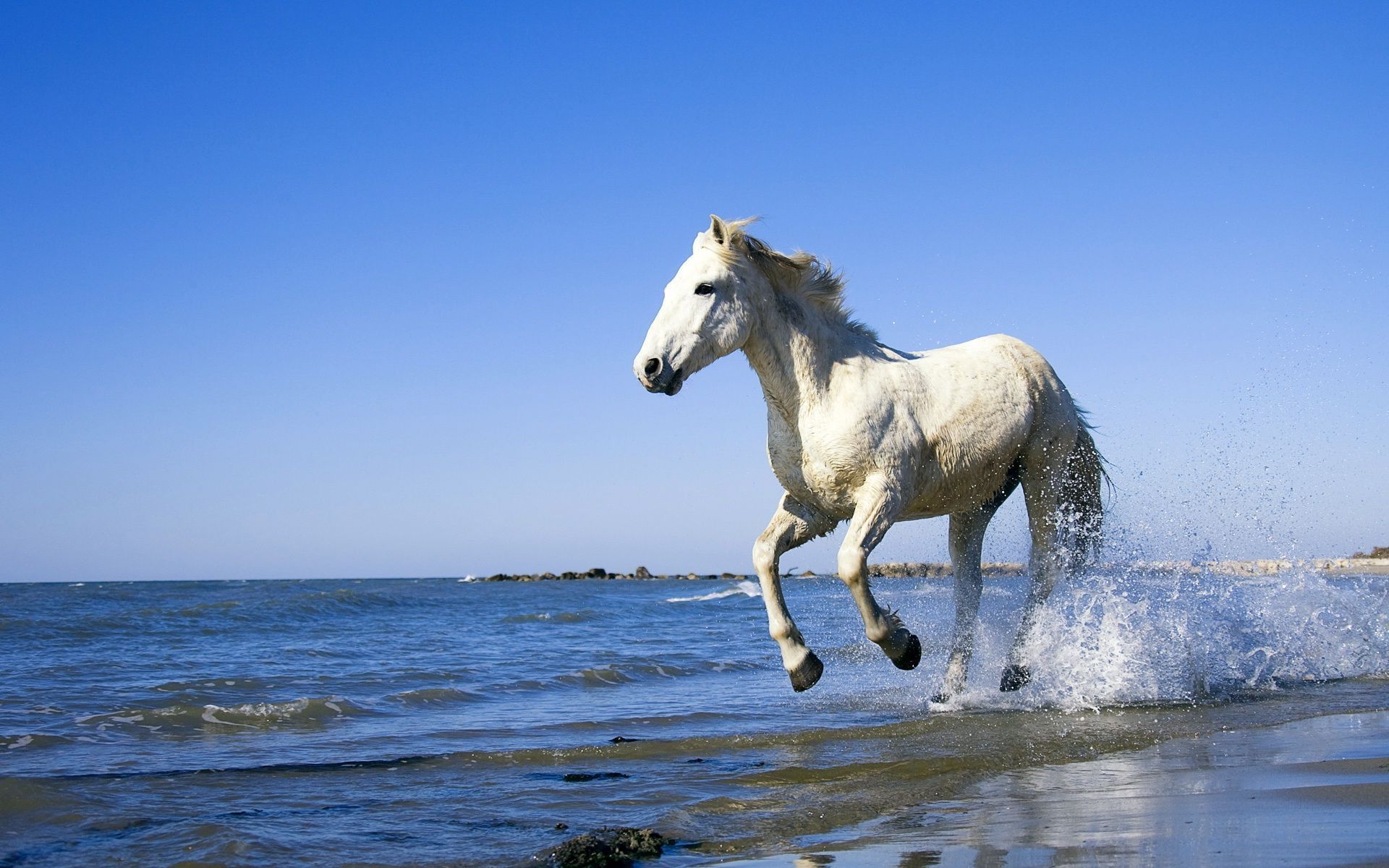 Cavallo bianco sulla spiaggia, 1920x1200 WUXGA, Desktop