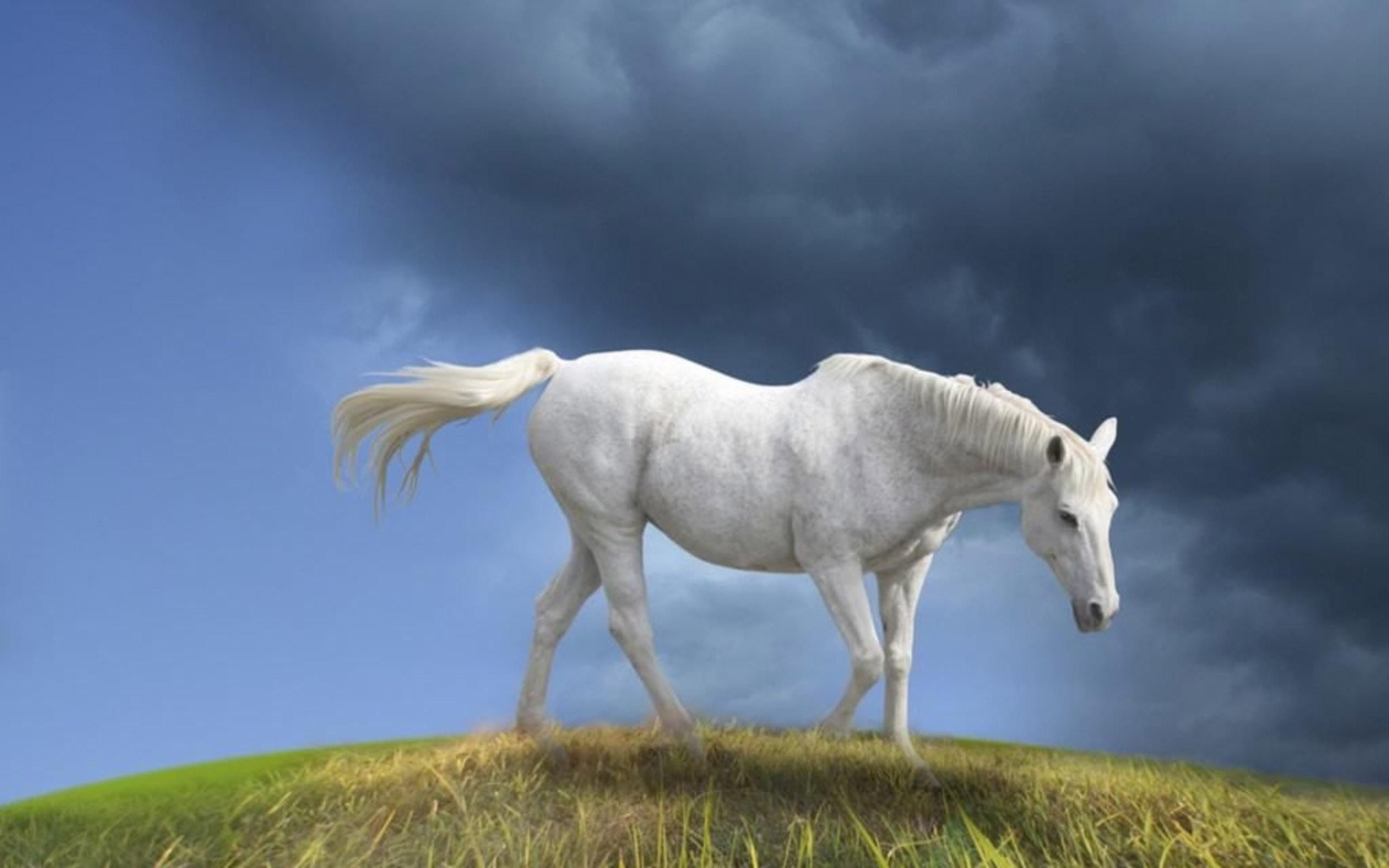 Cavallo bianco dipinto, 2560x1600 2K, PC