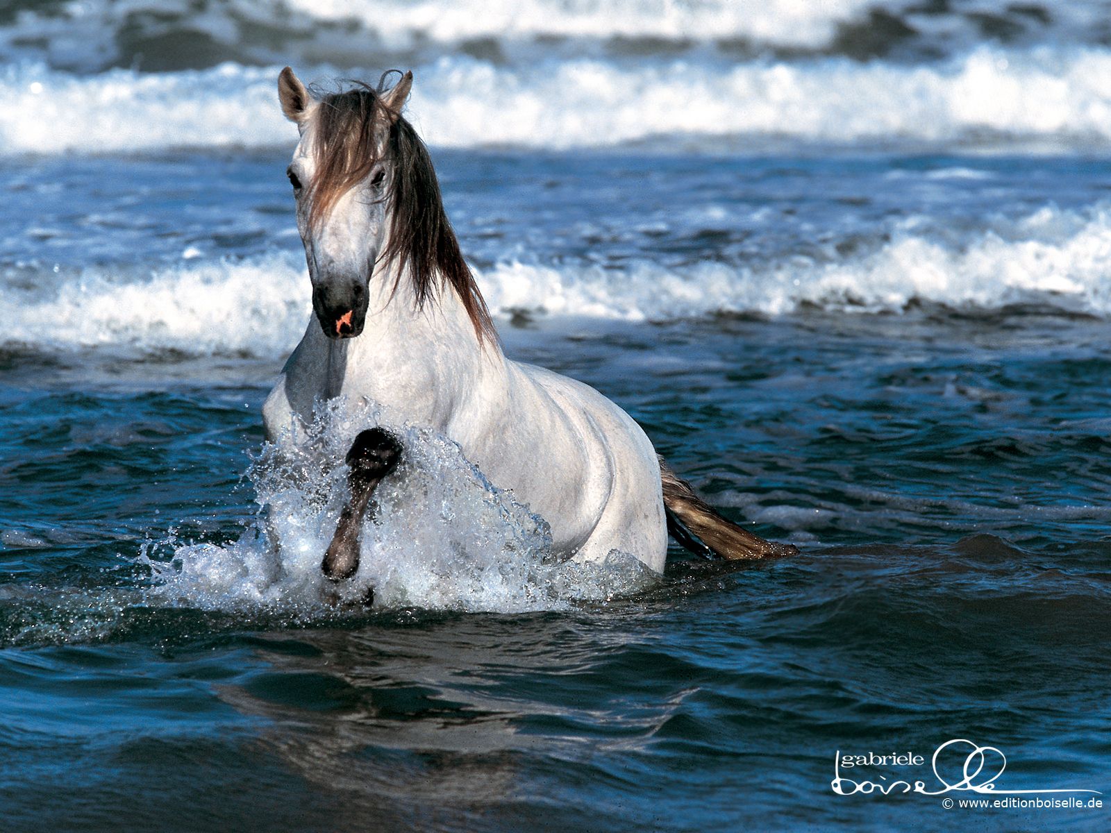 Cavallo bianco nel mare, 1600x1200 HD, ROG Asus Laptop