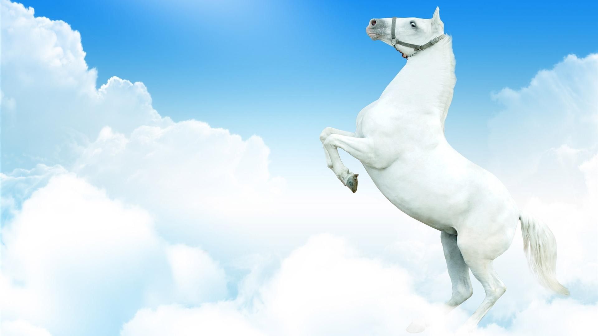 Cavallo bianco tra le nuvole, 1920x1080 Full HD 1080p, Desktop
