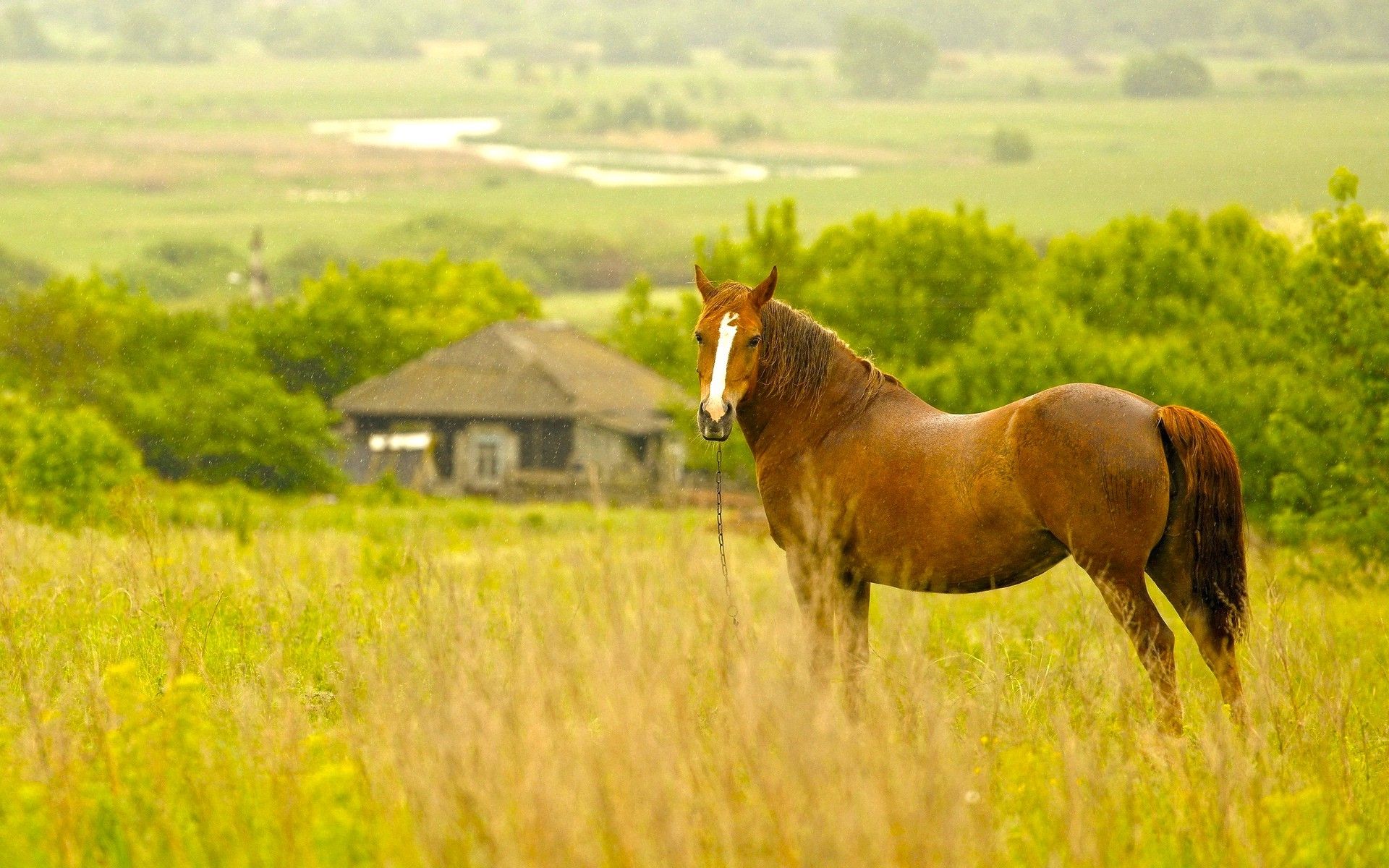 Cavallo marrone in campo, 1920x1200 Full HD+ WUXGA, PC