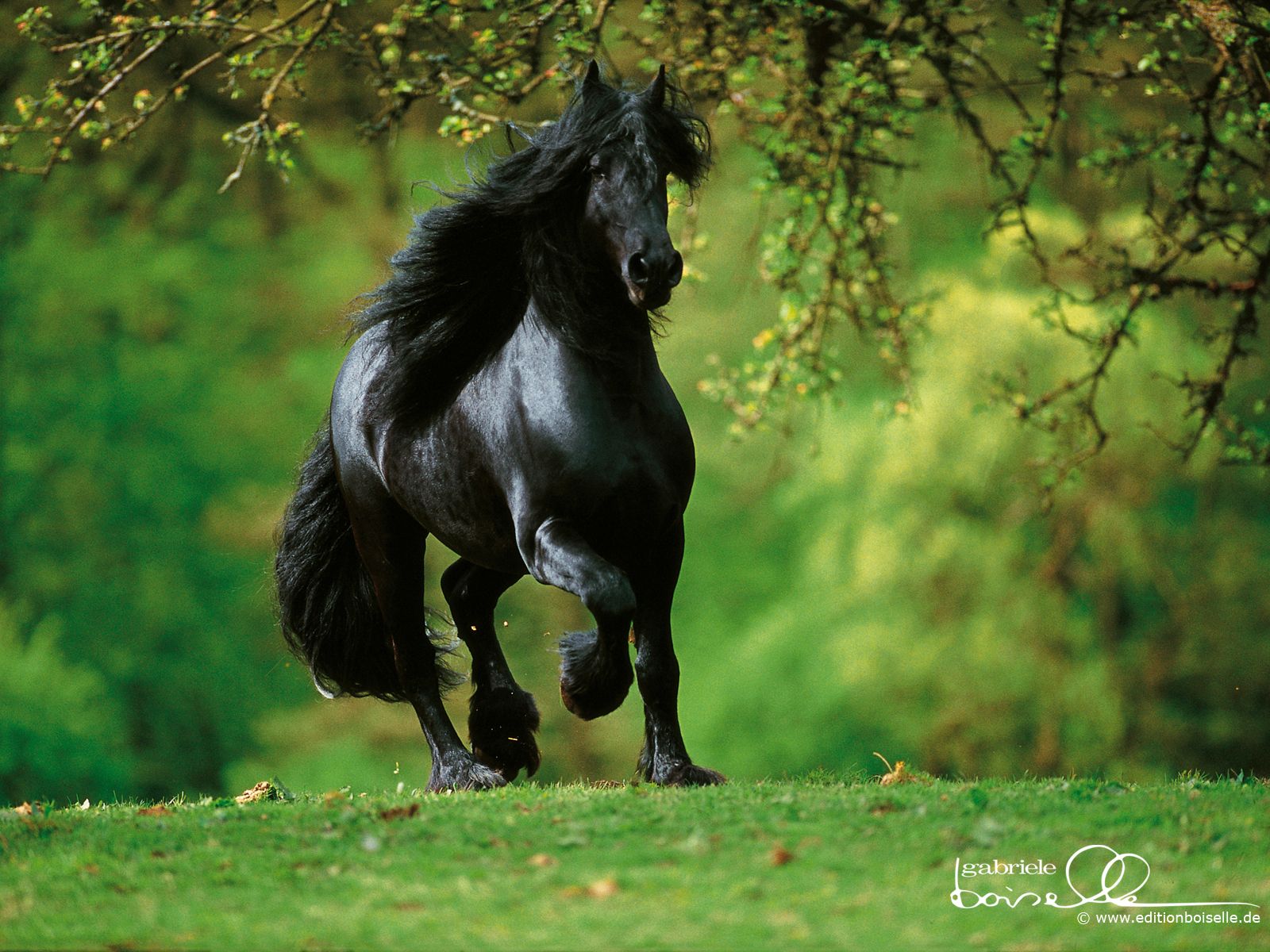 Cavallo nero al galoppo, 1600x1200 900p, Laptop