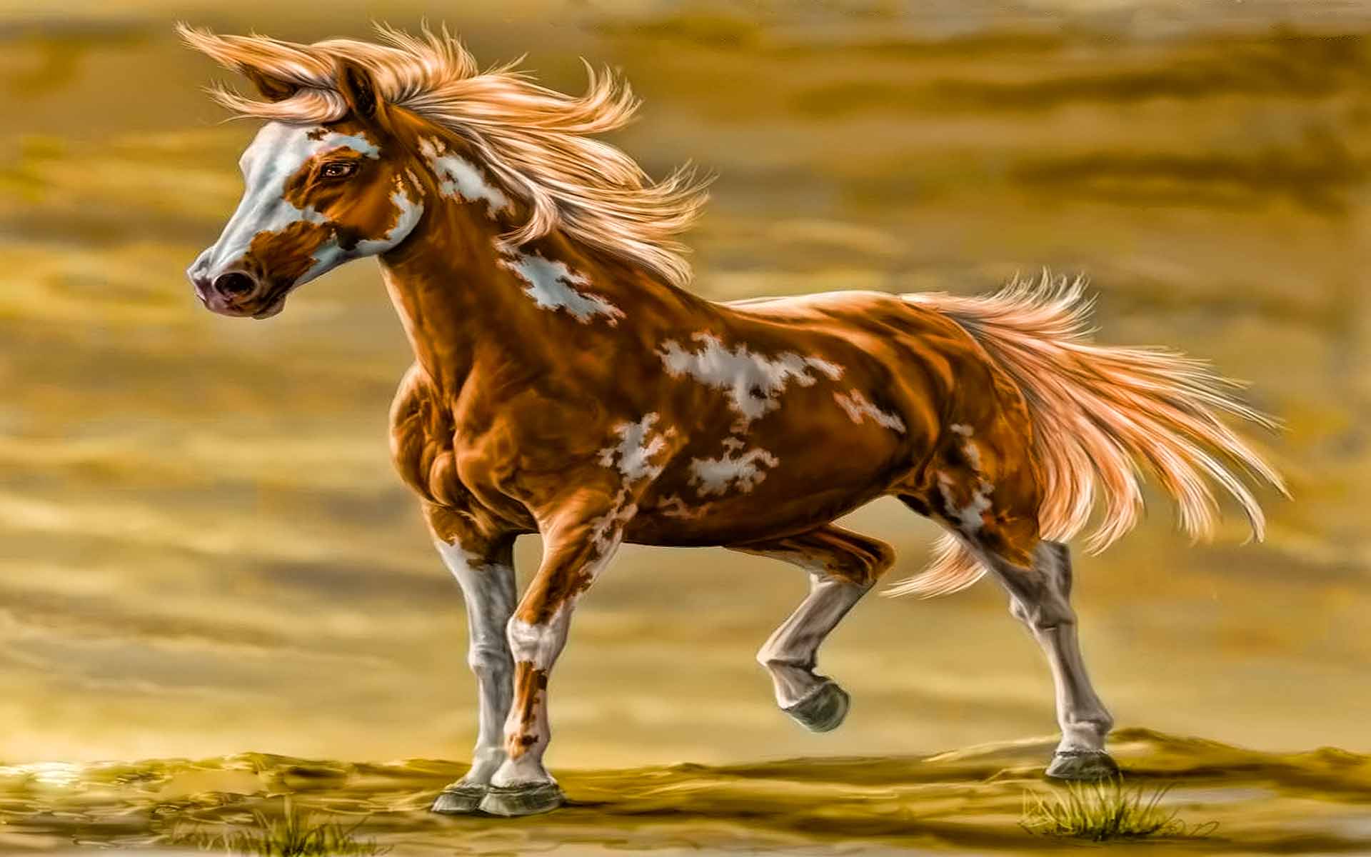 Cavallo pinto in corsa, 1920x1200 WUXGA, iMac