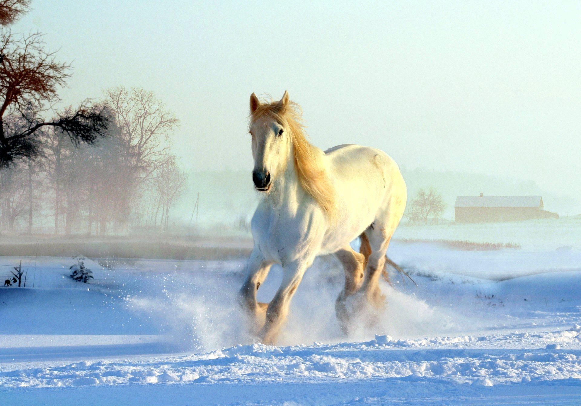 Cavallo bianco nella neve, 1920x1343 Full HD+ WUXGA, Desktop