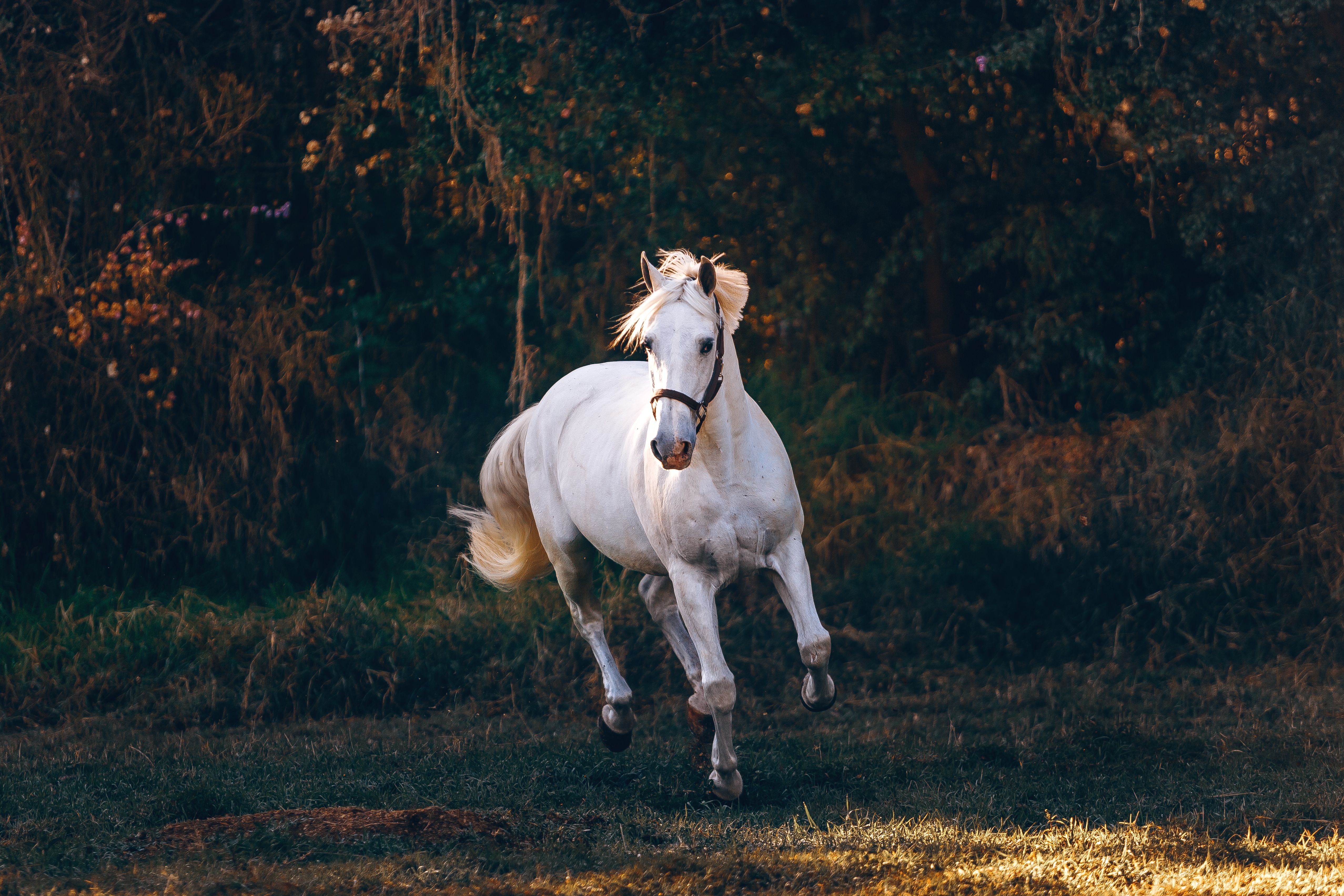 Cavallo bianco al galoppo, 5110x3407 UHD, PC 4K