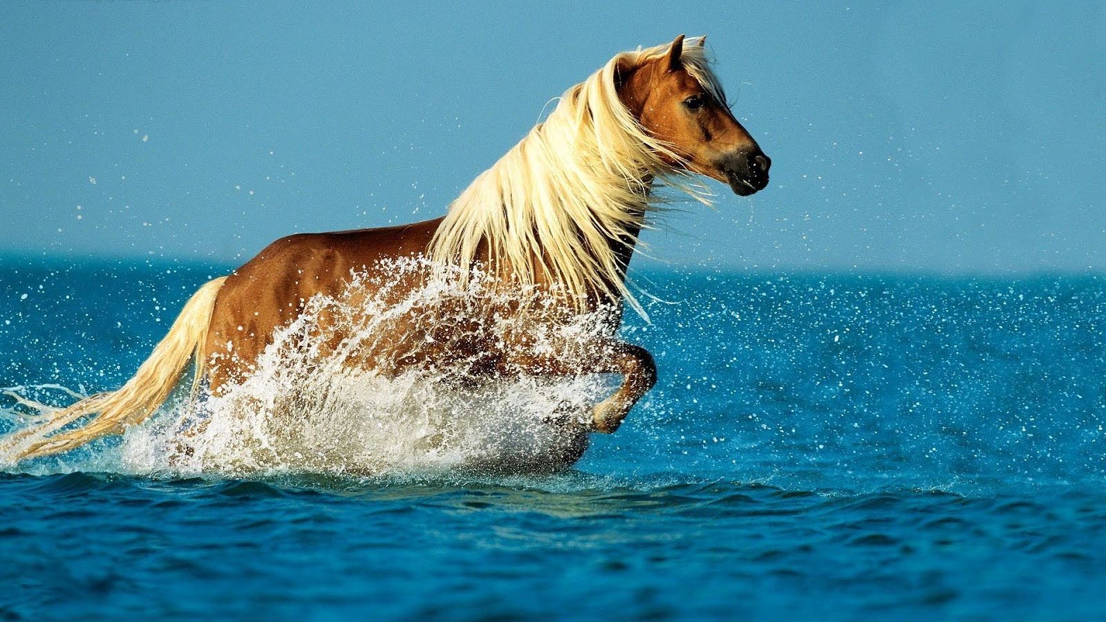 Cavallo che corre nell'acqua, 1600x900 900p, PC
