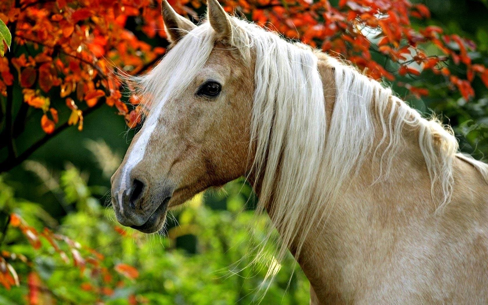 Cavallo Palomino tra foglie autunnali, 1680x1050 HD Ready, Desktop