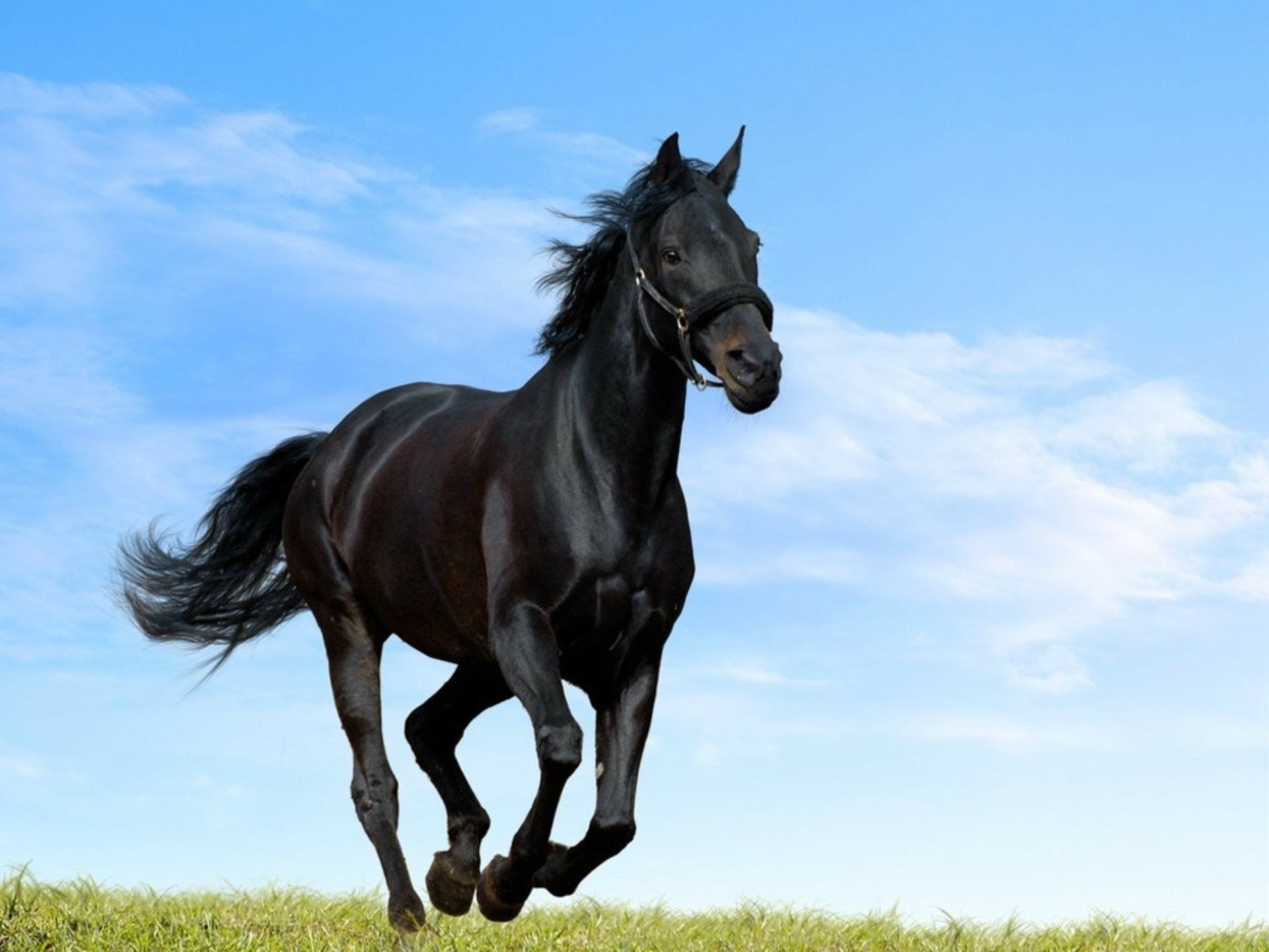 Cavallo nero al galoppo, 1920x1440 WUXGA, Desktop