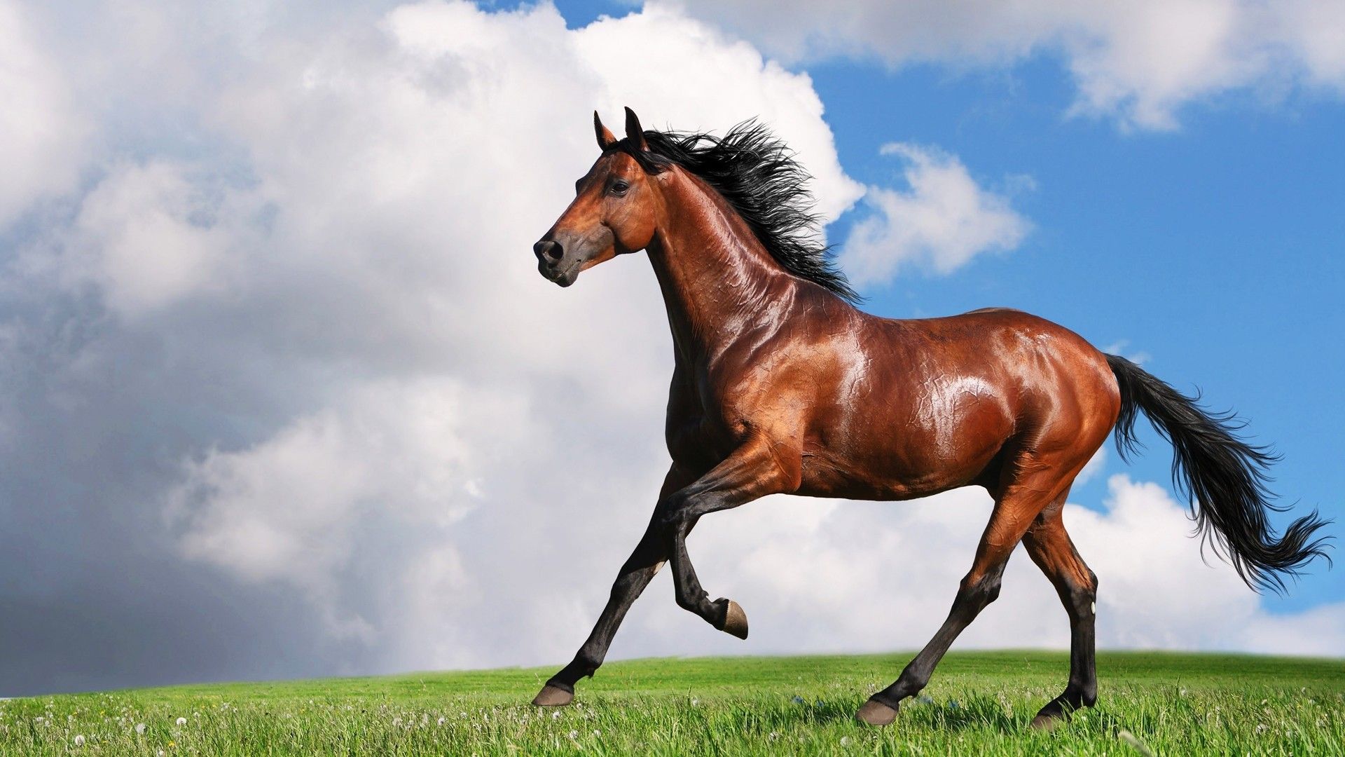 Cavallo baio al galoppo, 1920x1080 Full HD, Laptop