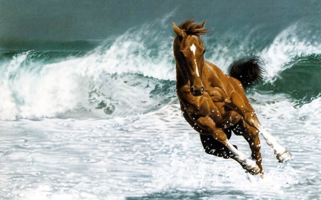 Cavallo marrone corre nell'oceano, 1280x800 HD, Desktop