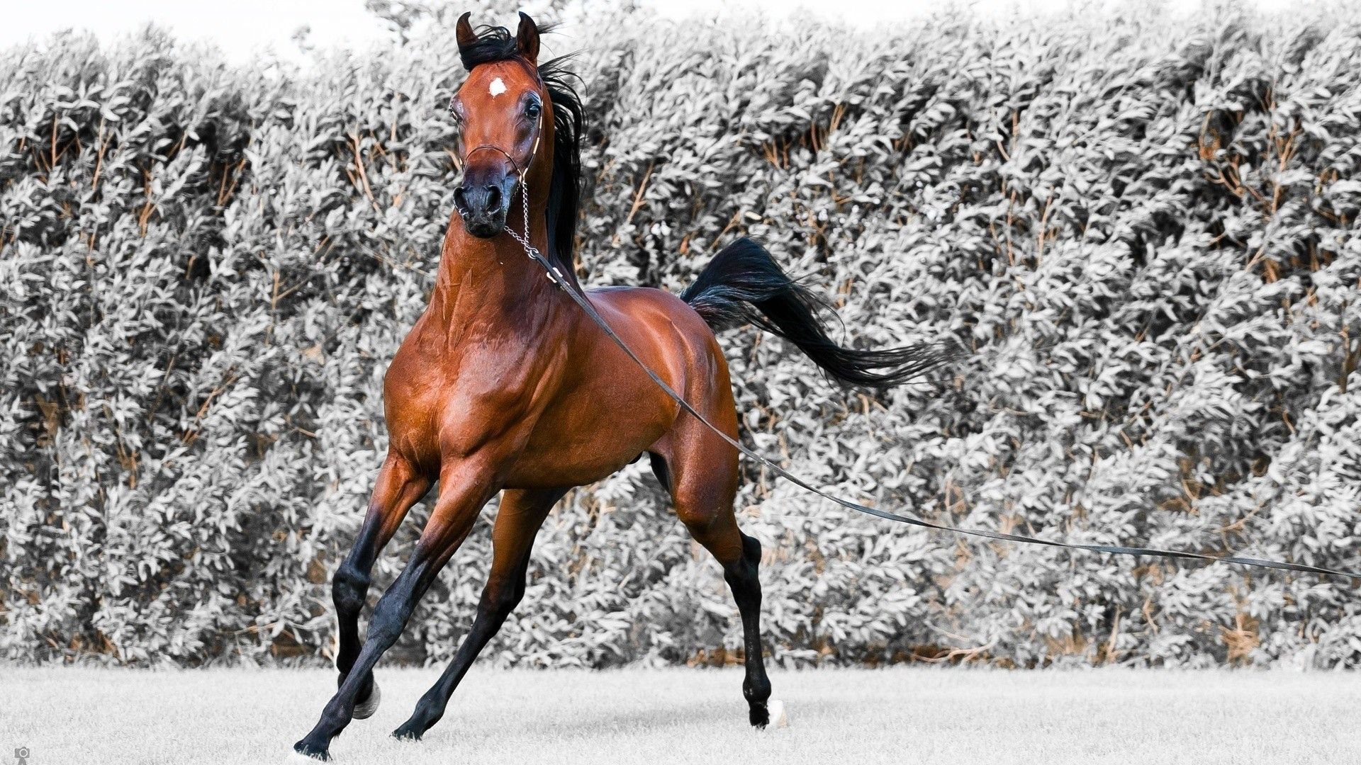 Cavallo arabo nella neve, 1920x1080 Full HD 1080p, PC Desktop