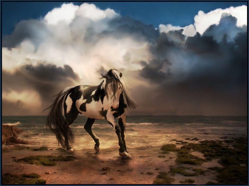 Cavallo pezzato in spiaggia, 1024x768 HD, Desktop