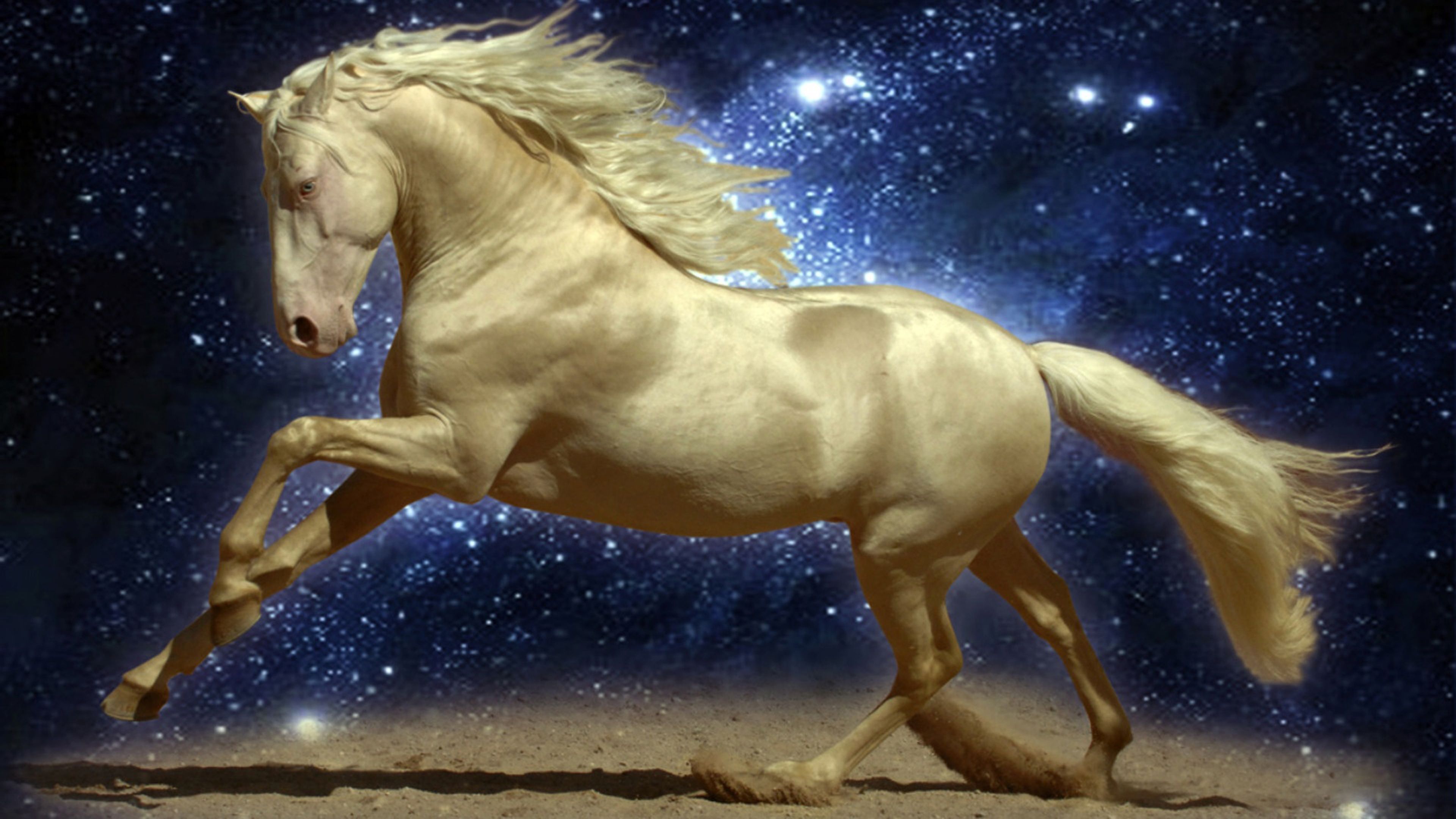 Cavallo dorato cielo stellato, 3840x2160 Ultra HD, 4K TV