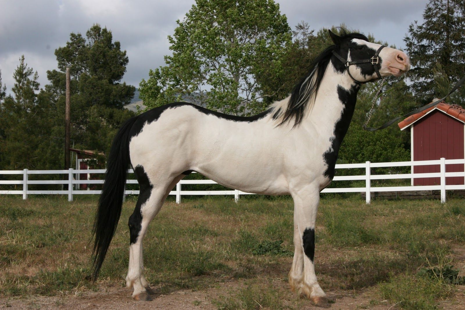 Cavallo pezzato bianco e nero, 1600x1067 HD Ready, Desktop