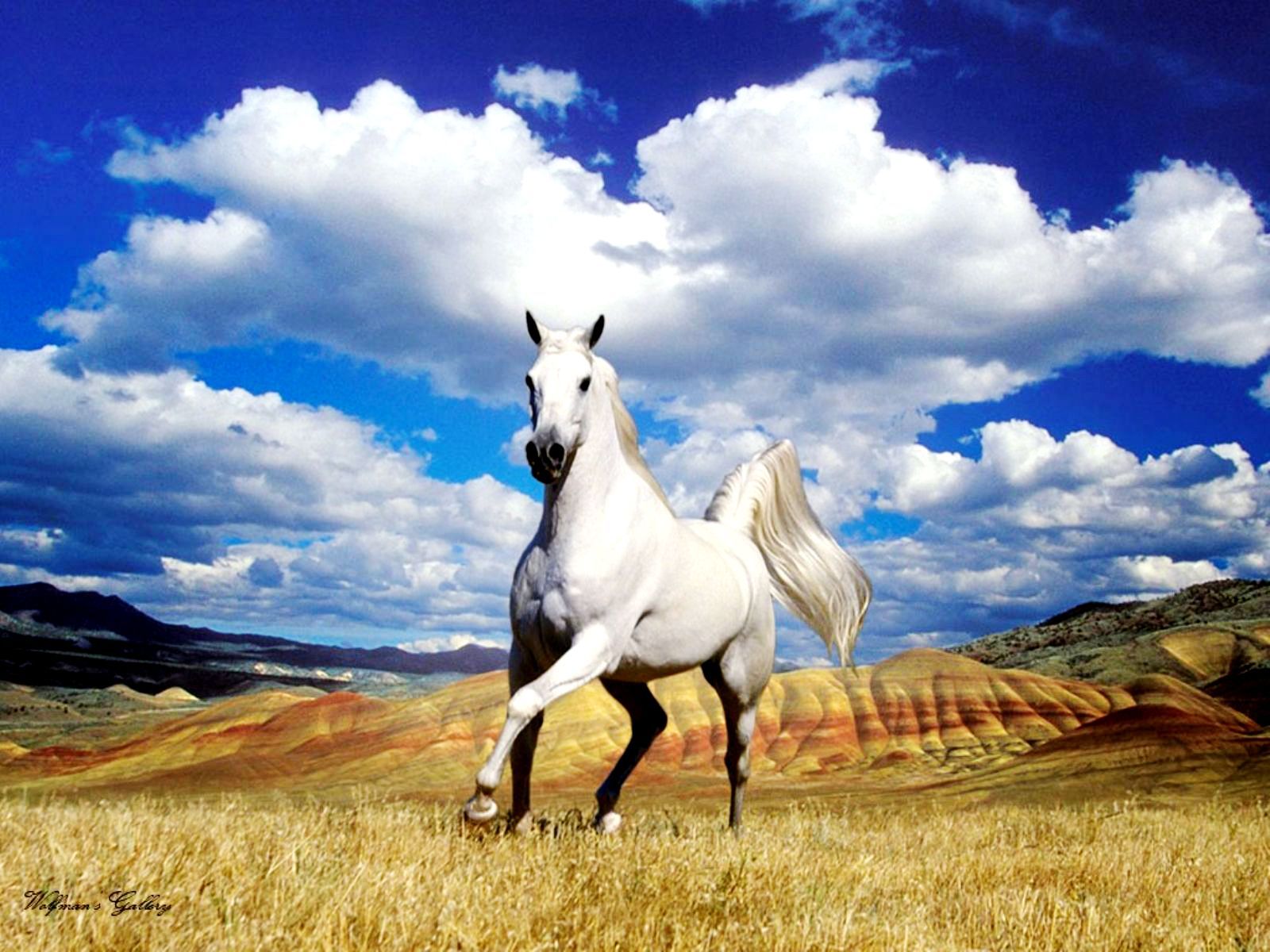 Cavallo bianco al galoppo, 1600x1200 HD, Lenovo Legion