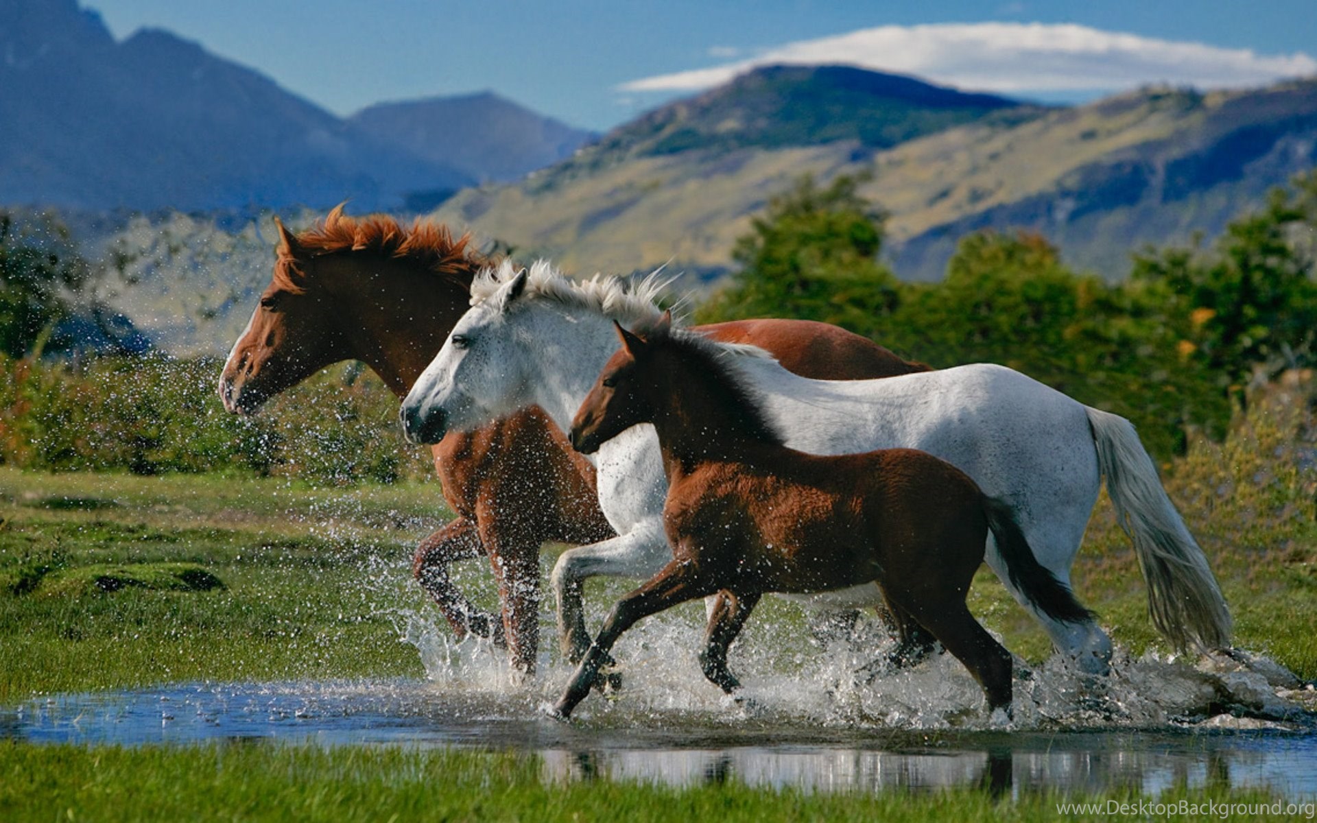 Cavalli che corrono nell'acqua, 1920x1200 Full HD+, Desktop