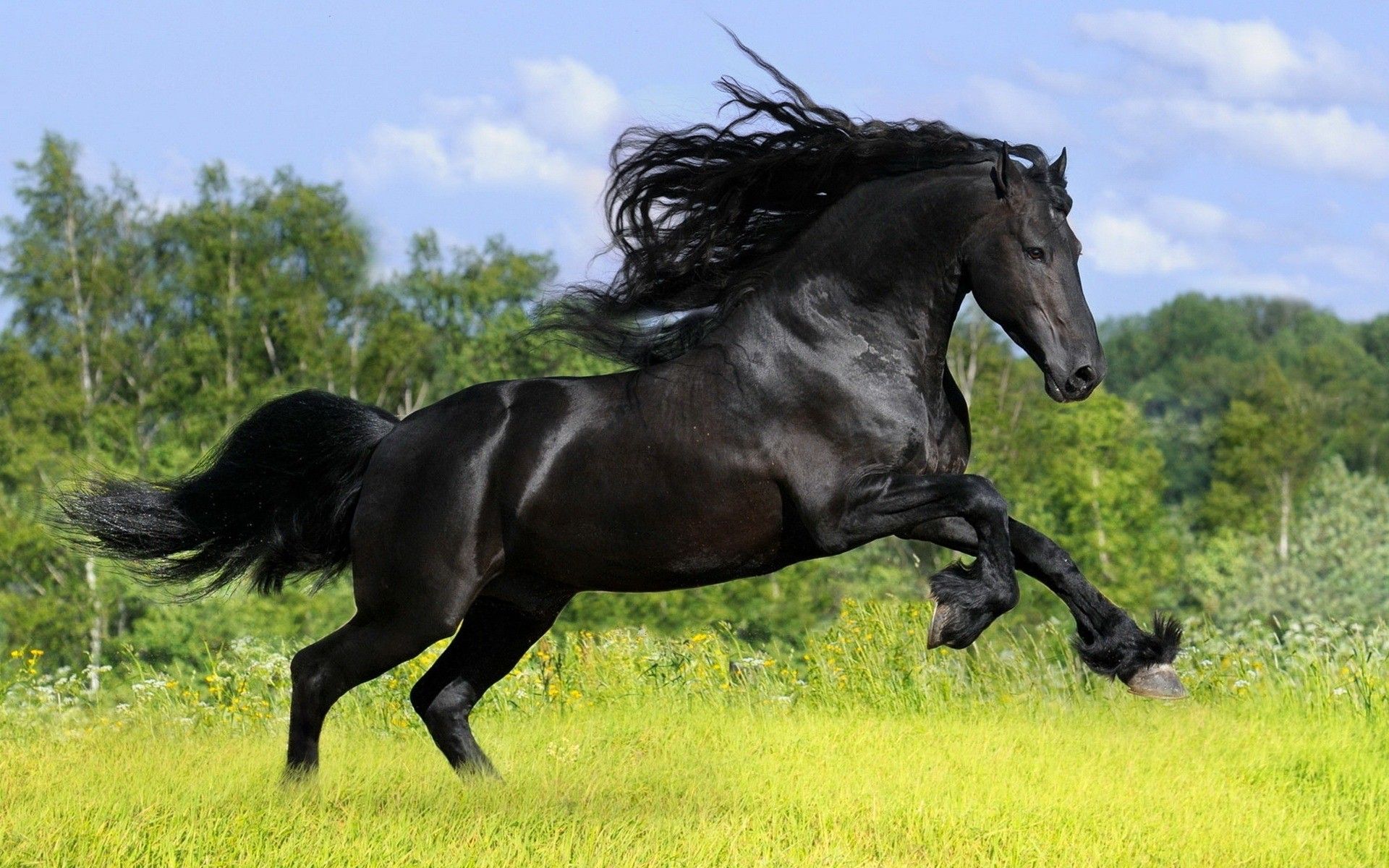 Cavallo nero al galoppo, 1920x1200 Full HD+ WUXGA, Desktop