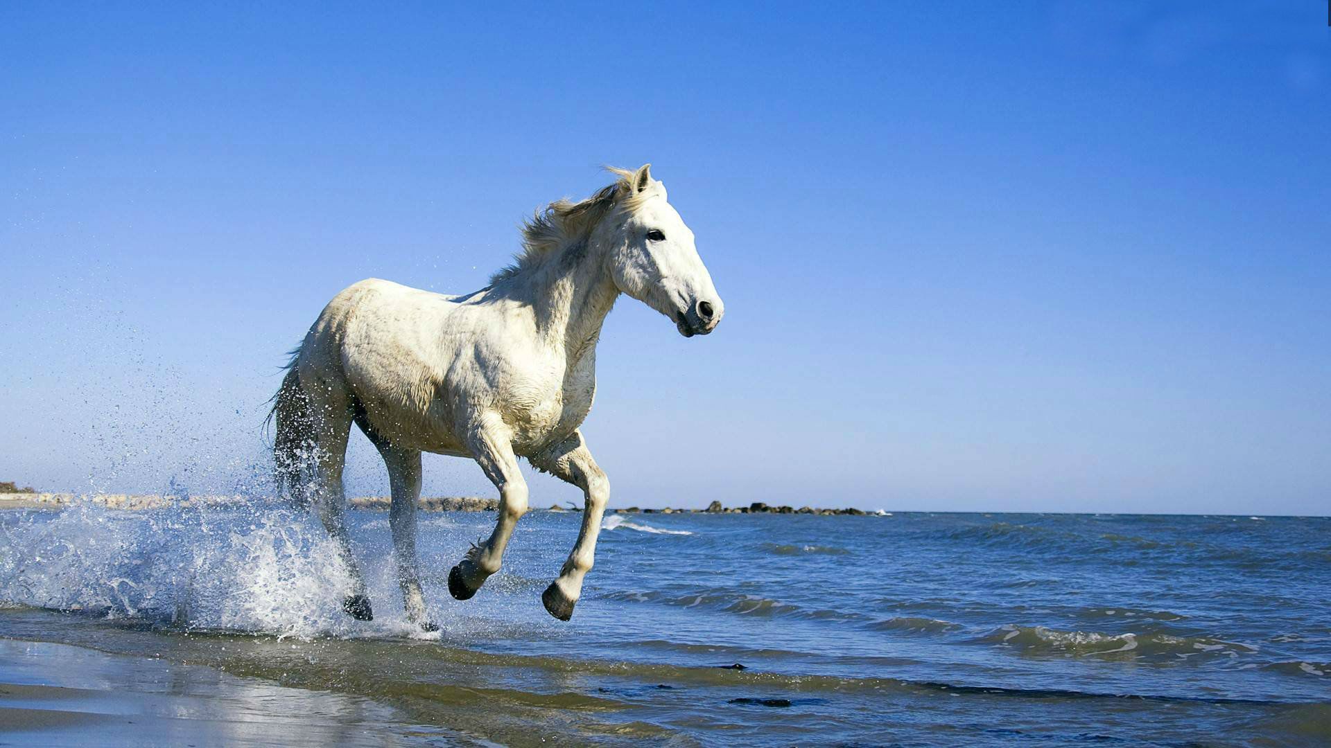 Cavallo bianco sulla spiaggia, 1920x1080 Full HD, PC Desktop