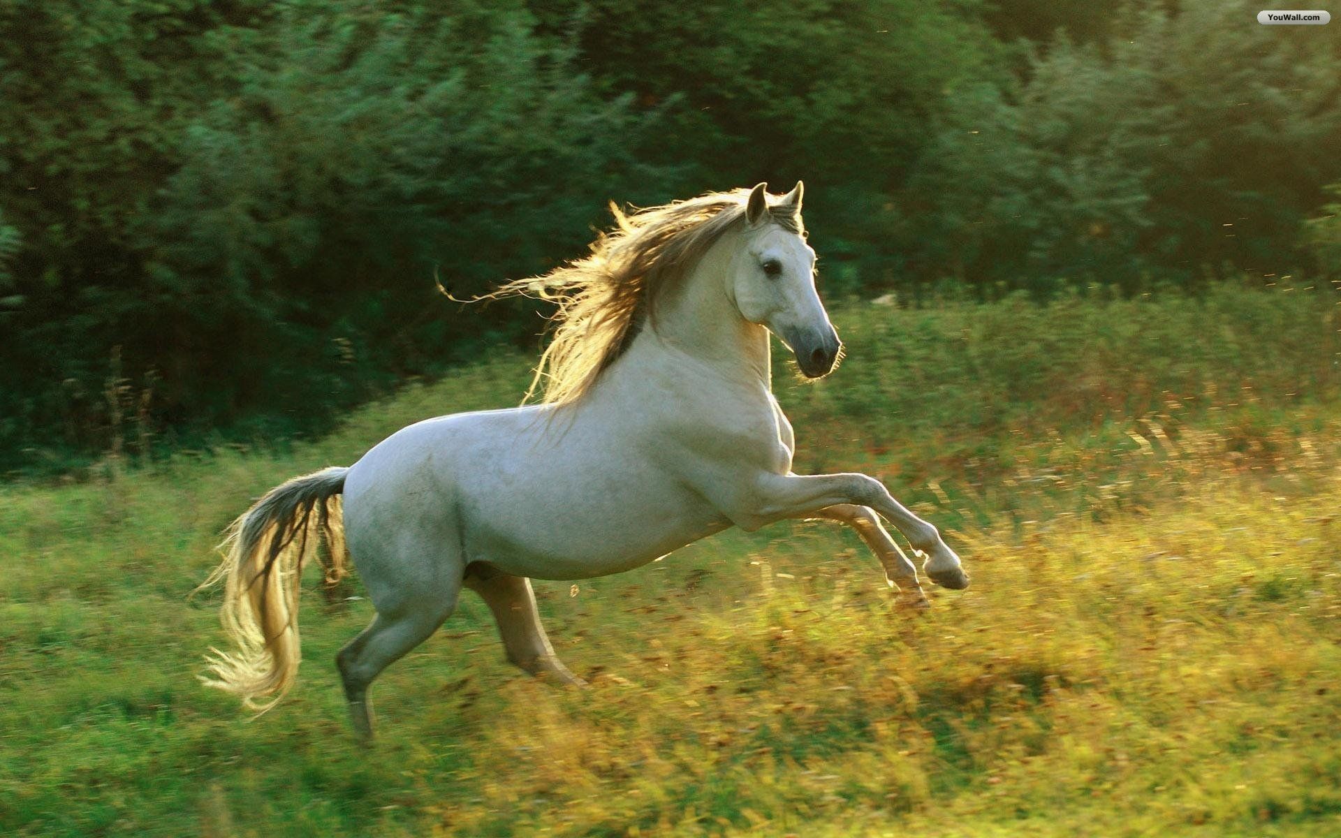 Cavallo Shire nero al galoppo, 1920x1280 Full HD+, Desktop