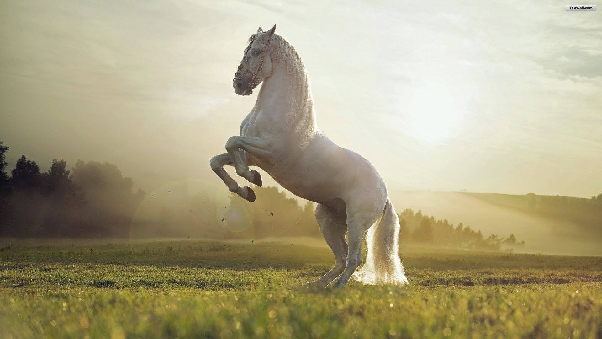 Cavallo bianco impennato prato, 1920x1080 Full HD, Desktop