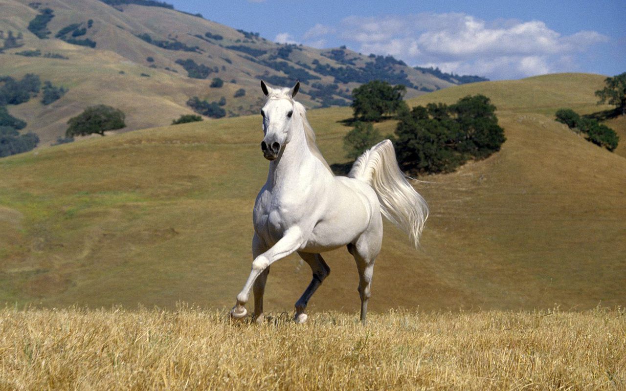 Cavallo Shire nero dipinto, 1024x896 HD, Desktop
