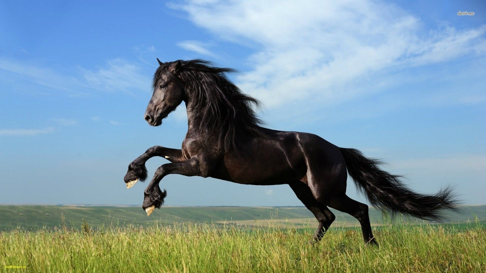 Cavallo bianco al galoppo, 1920x1200 Full HD+, PC