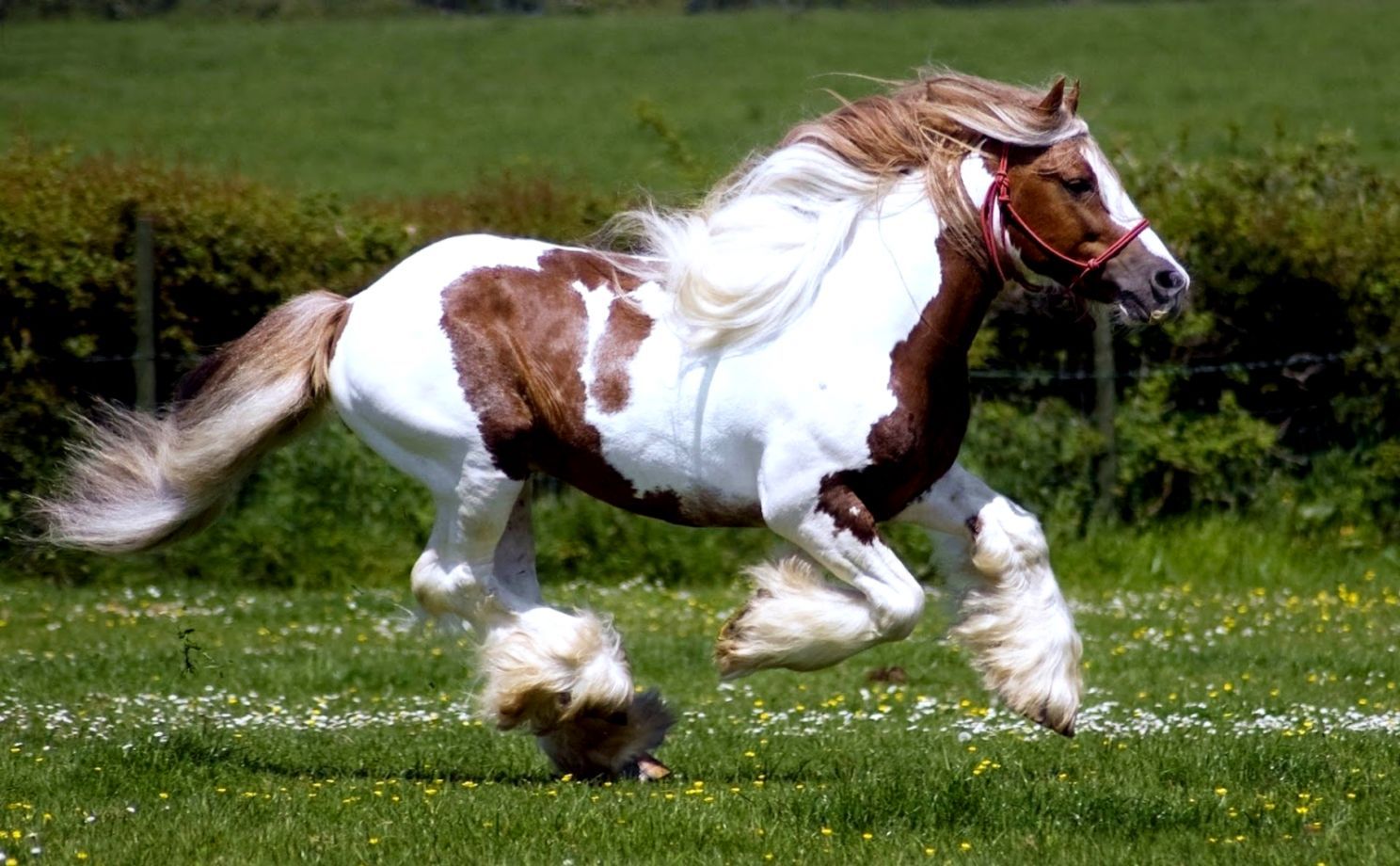 Cavallo bianco impennato deserto, 1600x1200 HD, Lenovo Legion