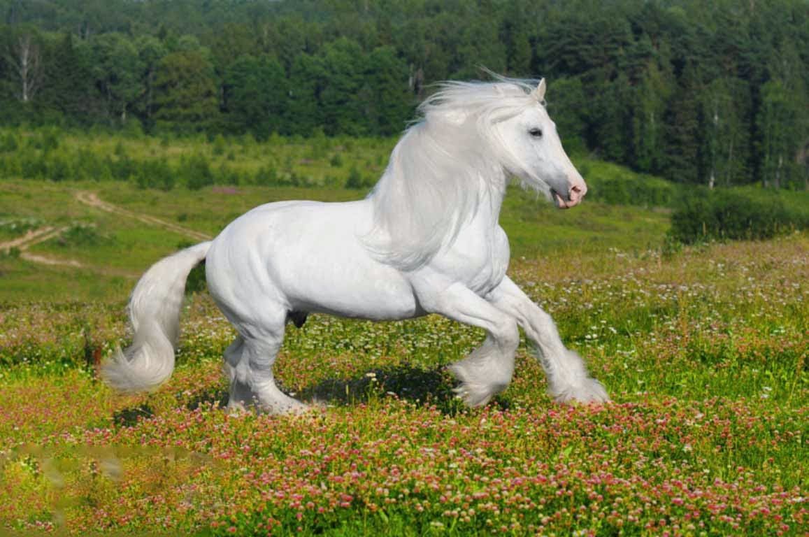 Cavallo Shire al galoppo, 1600x1038 HD Ready, PC