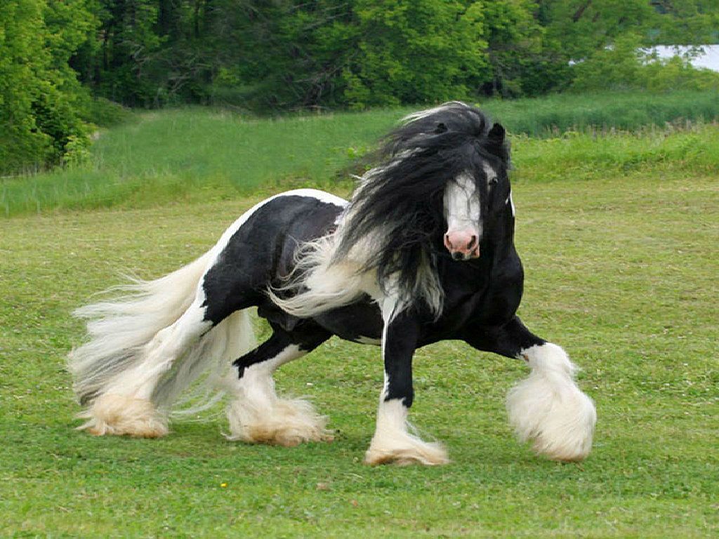 Cavallo nero al galoppo, 1882x1058 HD Ready, Desktop