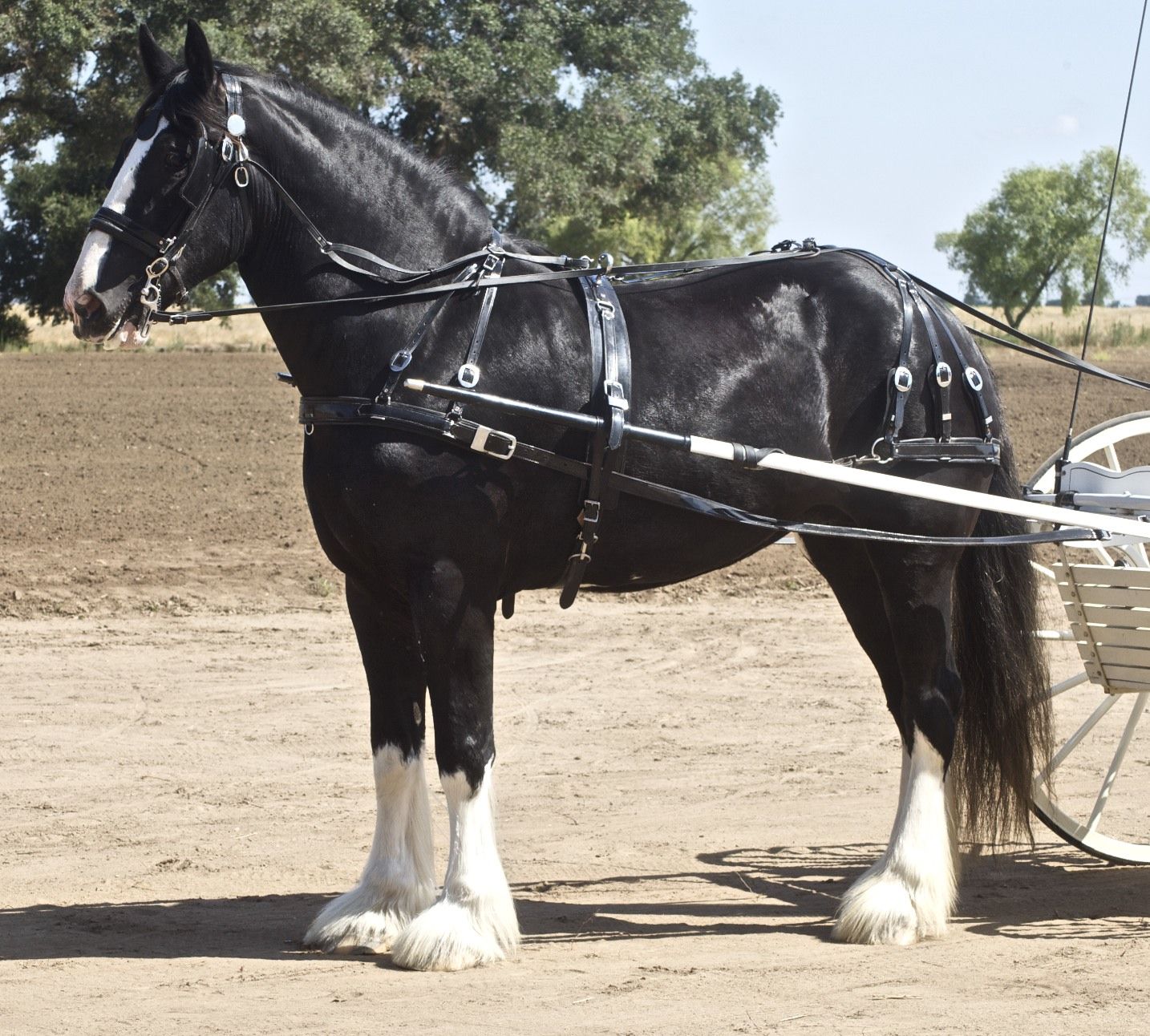Cavallo Clydesdale al galoppo, 1600x1200 HD, PC