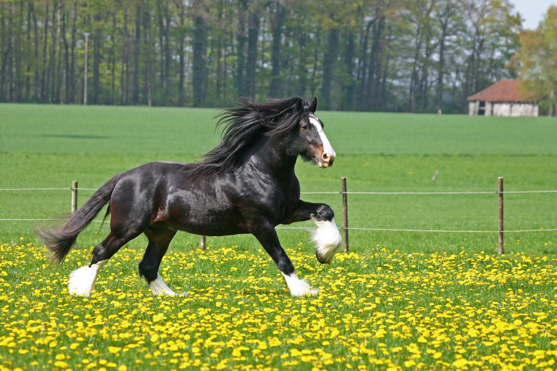 Cavalli Shire, 1920x1080 Full HD, Laptop