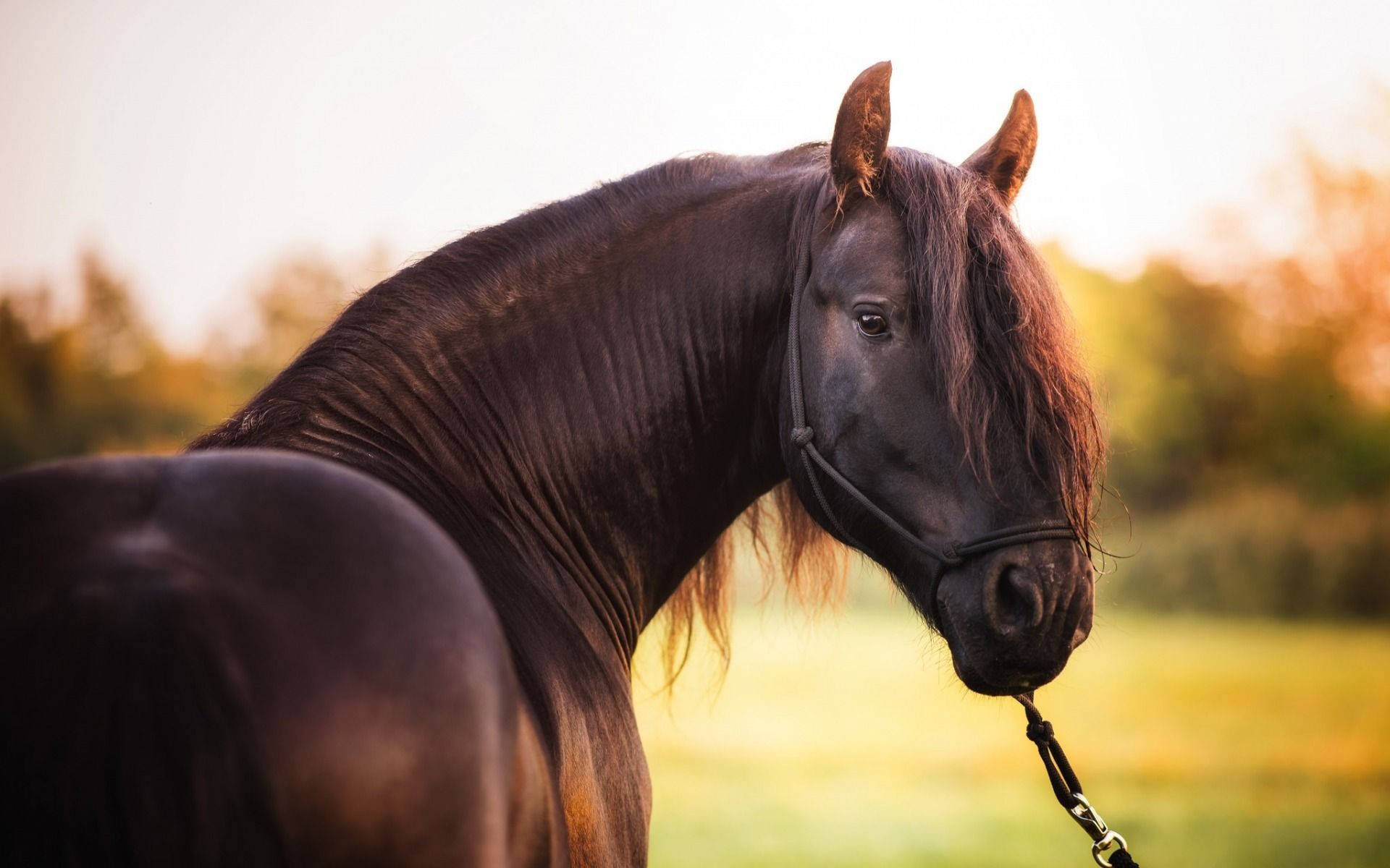Cavallo bianco Shire nel prato, 1157x768 HD, Desktop