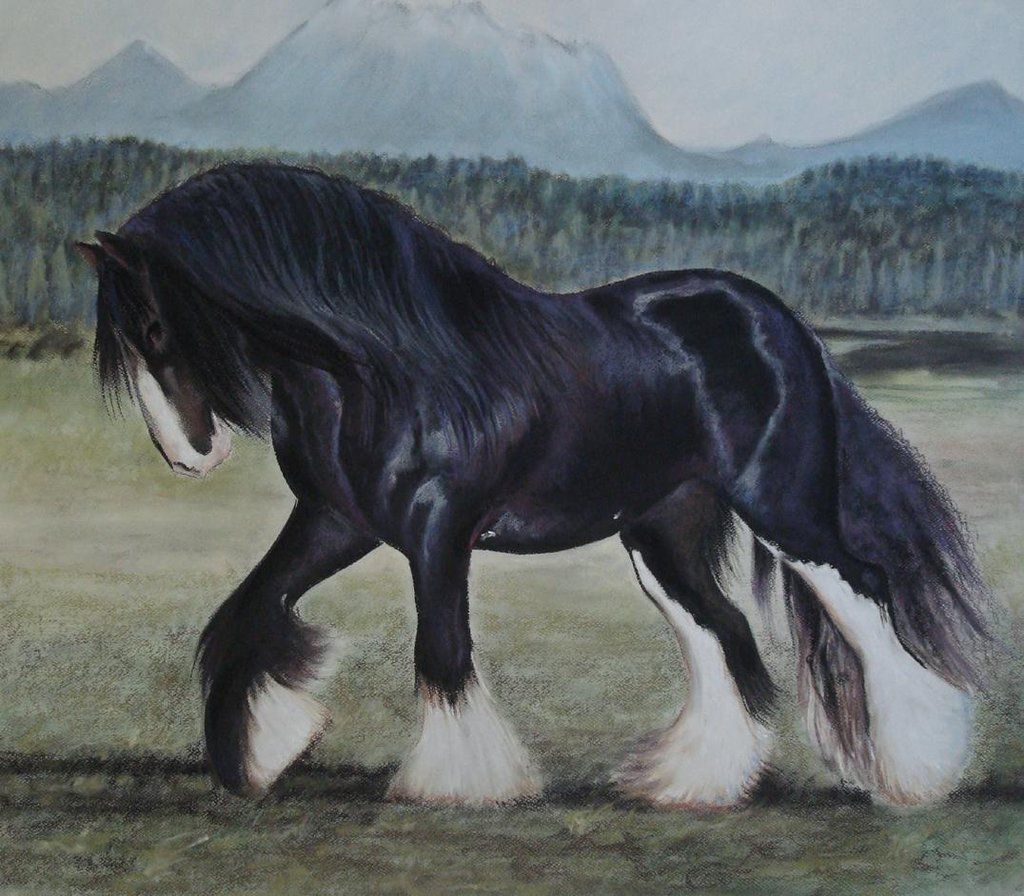 Cavallo Shire bianco e nero, 1024x768 HD, iMac