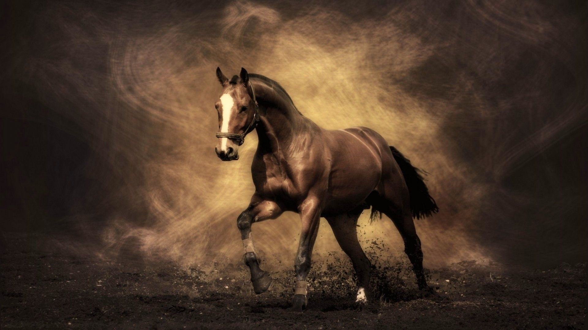 Cavallo marrone in movimento, 1920x1080 Full HD 1080p, Desktop