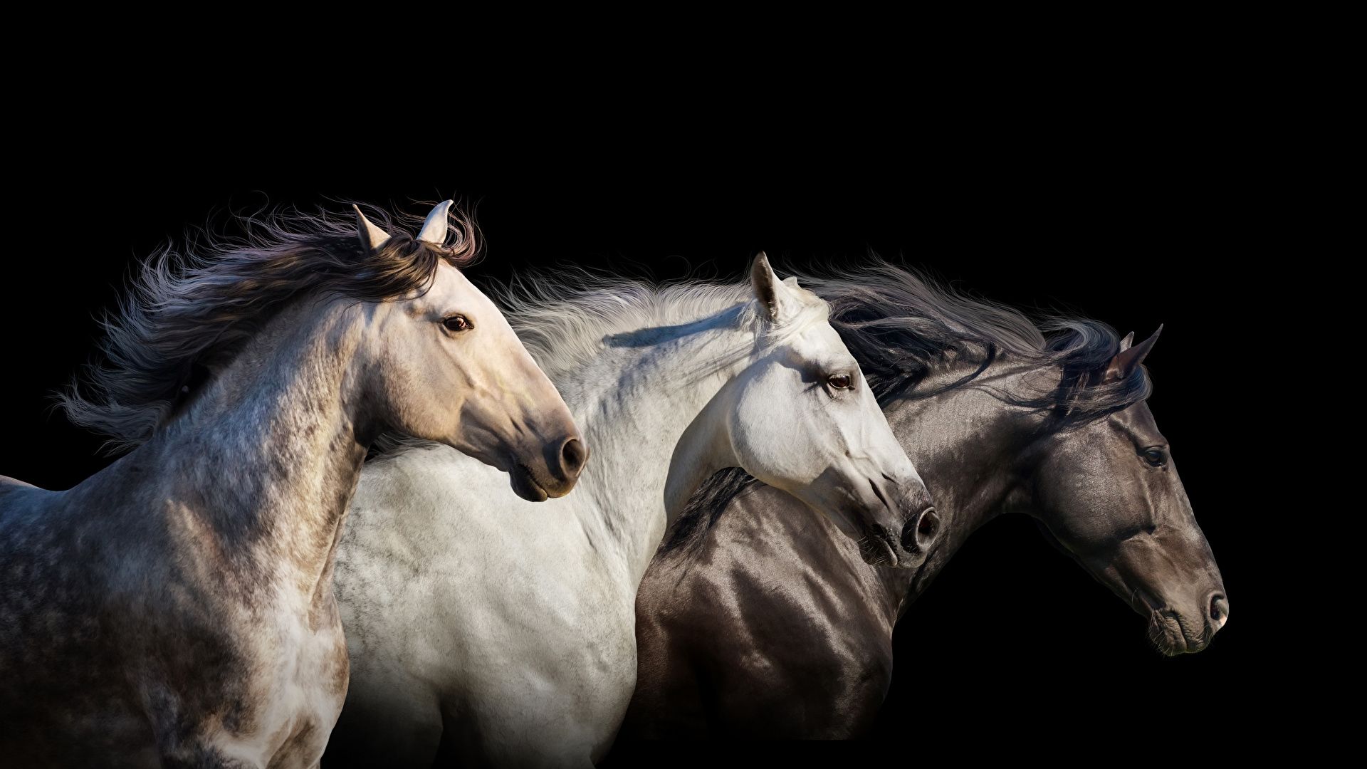 Tre cavalli sfondo nero, 1920x1080 Full HD 1080p, PC Desktop