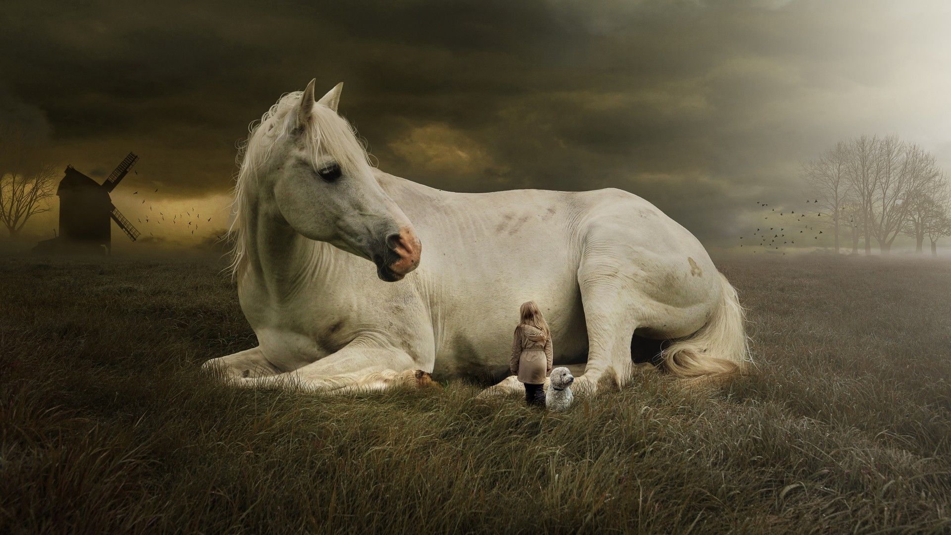 Cavallo bianco sdraiato campo, 1920x1080 Full HD, Laptop
