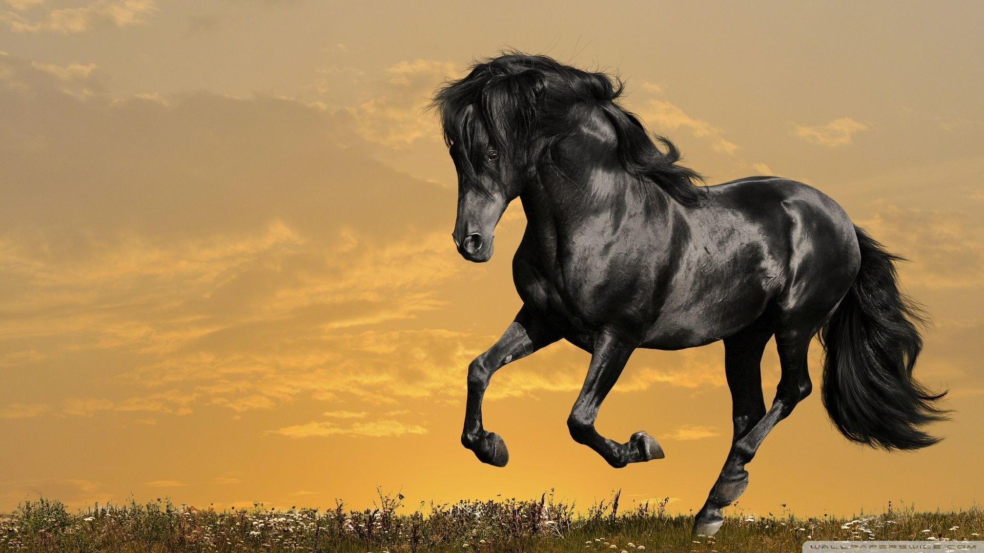 Cavallo nero al galoppo, 1920x1080 Full HD 1080p, PC