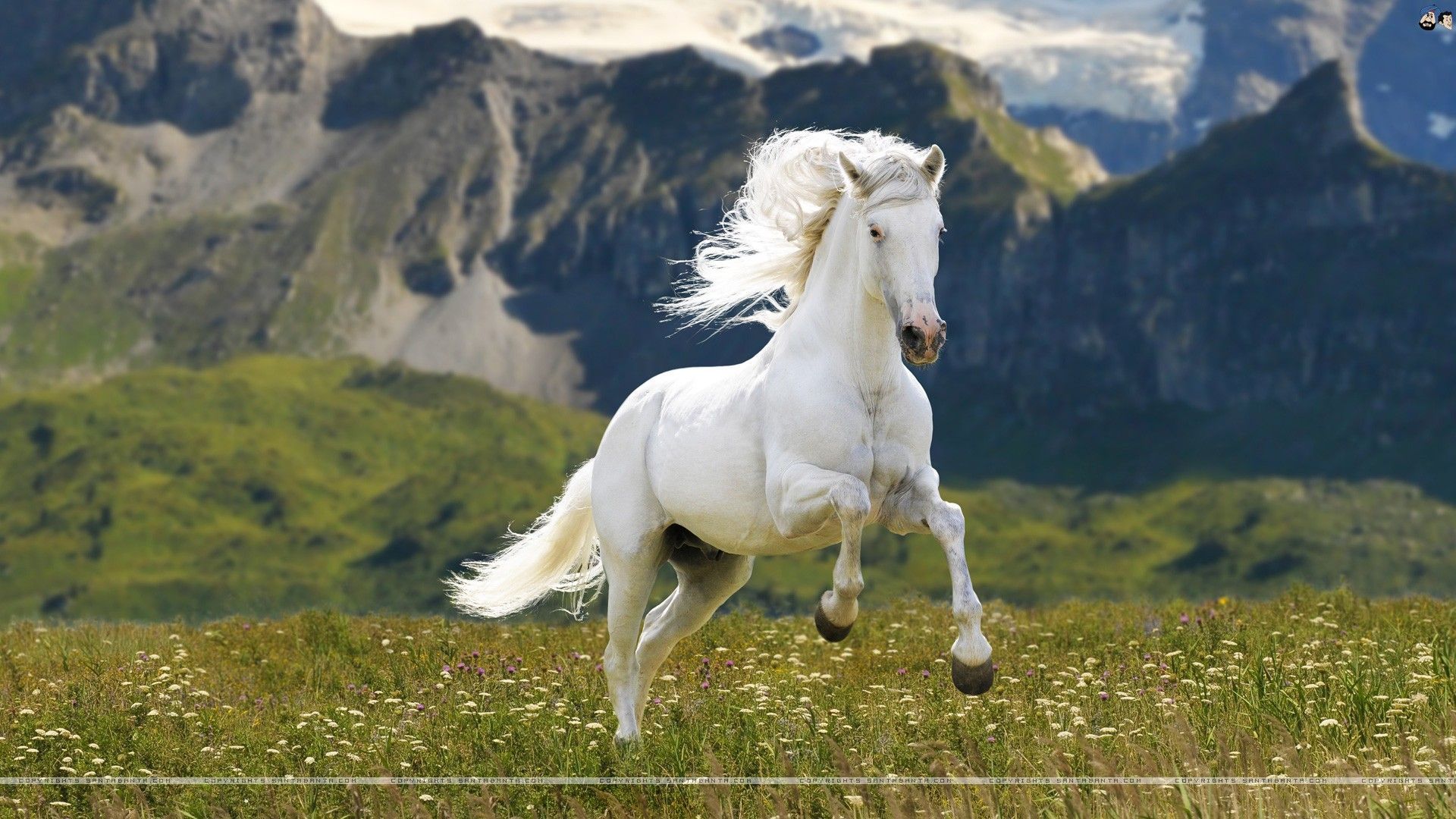 Cavallo bianco al galoppo, 1920x1080 Full HD 1080p, Desktop