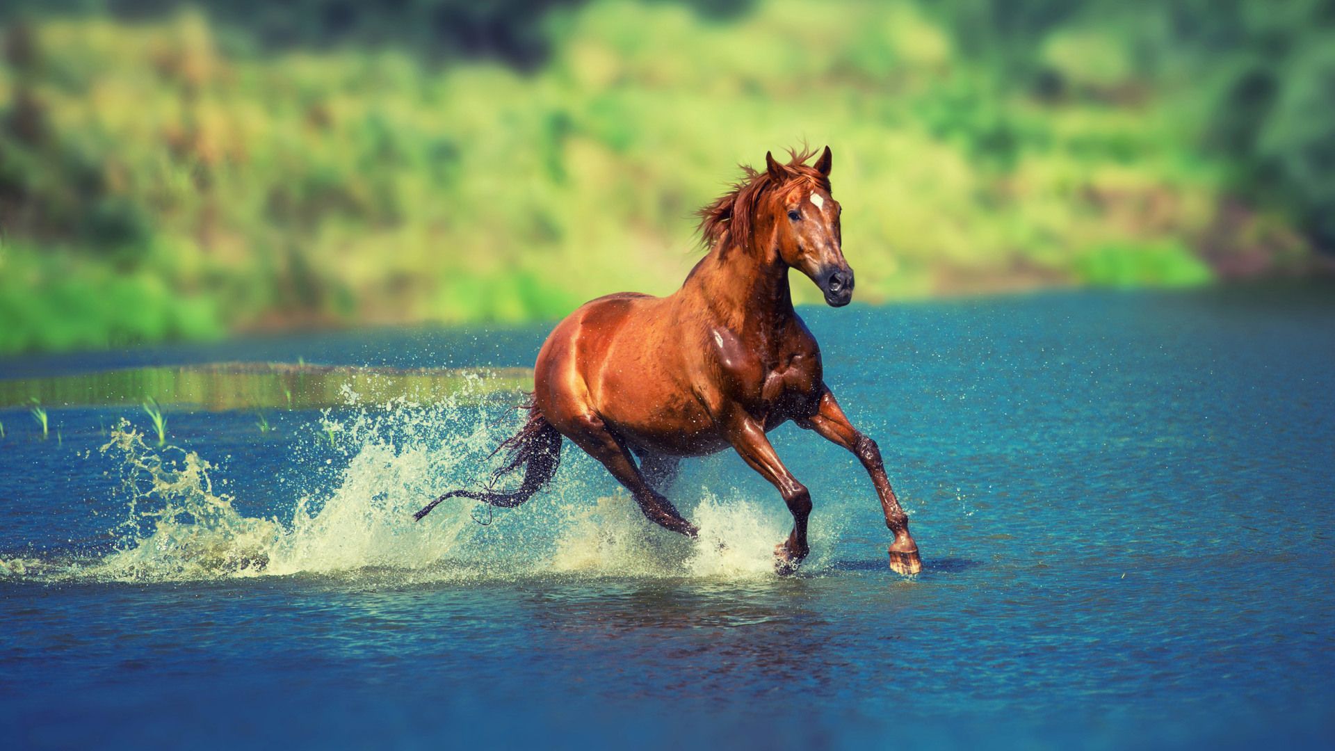 Cavallo che corre nell'acqua, 1920x1080 1080p, PC Desktop