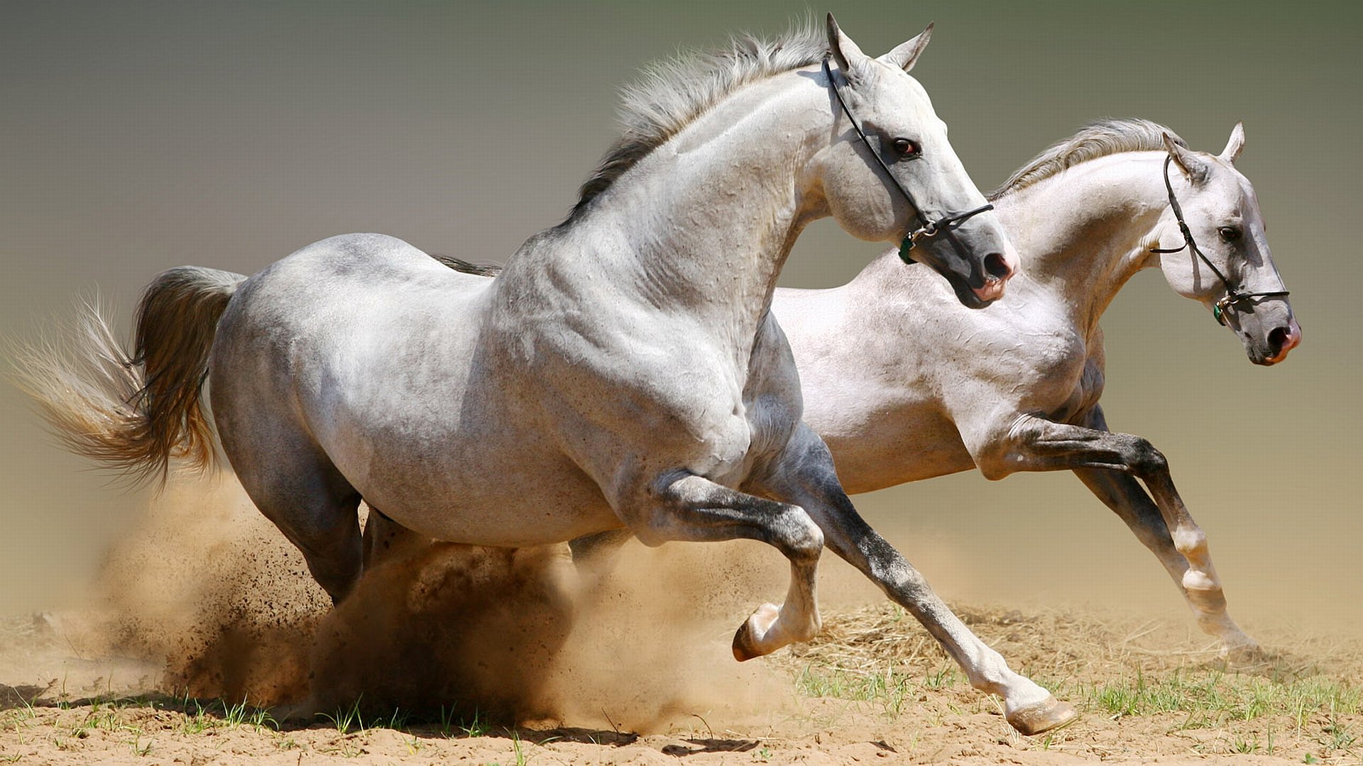 Due cavalli bianchi al galoppo, 1920x1080 Full HD, PC