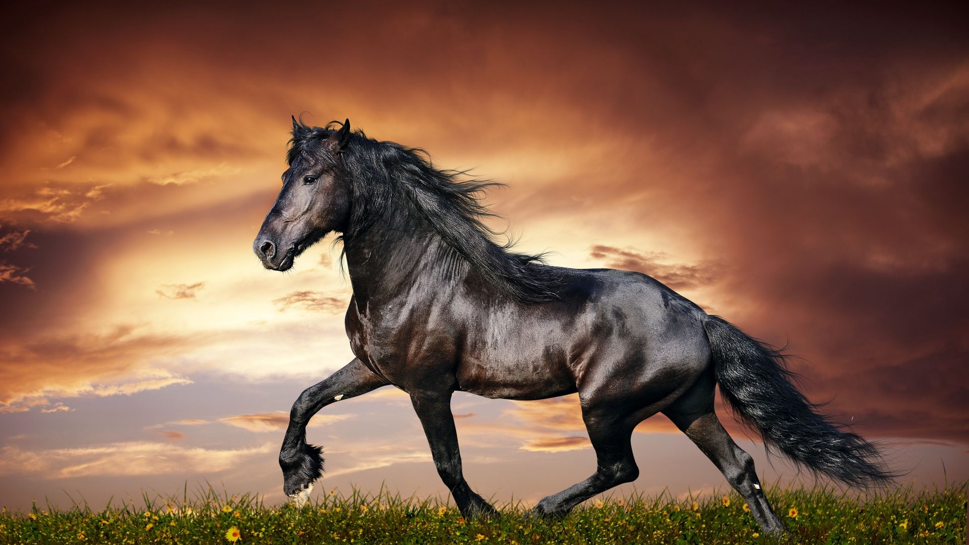 Cavallo nero al tramonto, 1920x1080 Full HD, Desktop